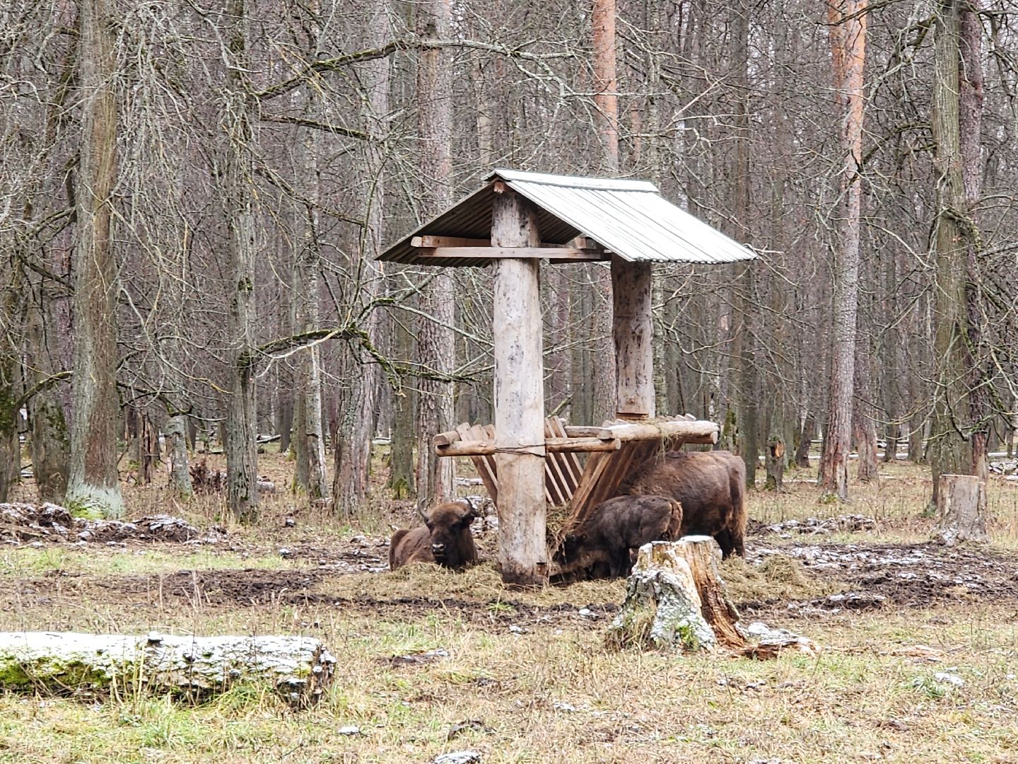 серпухов, подмосковье, зубры, приокско-террасный заповедник, 13 зубров,