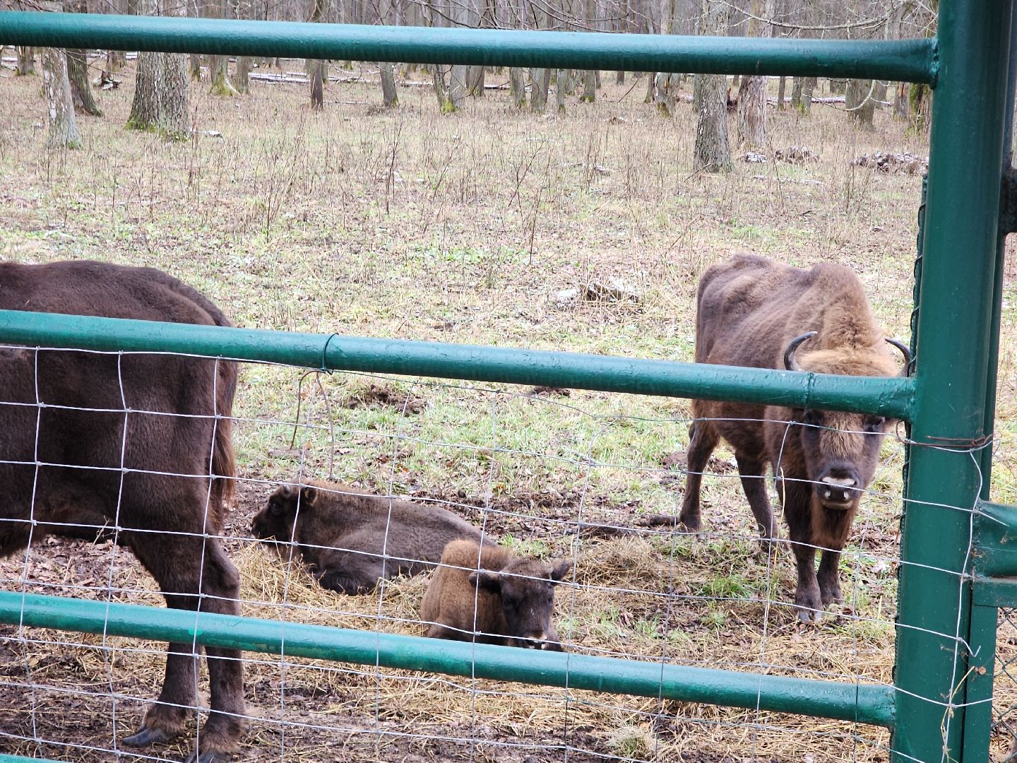 серпухов, подмосковье, зубры, приокско-террасный заповедник, 13 зубров,