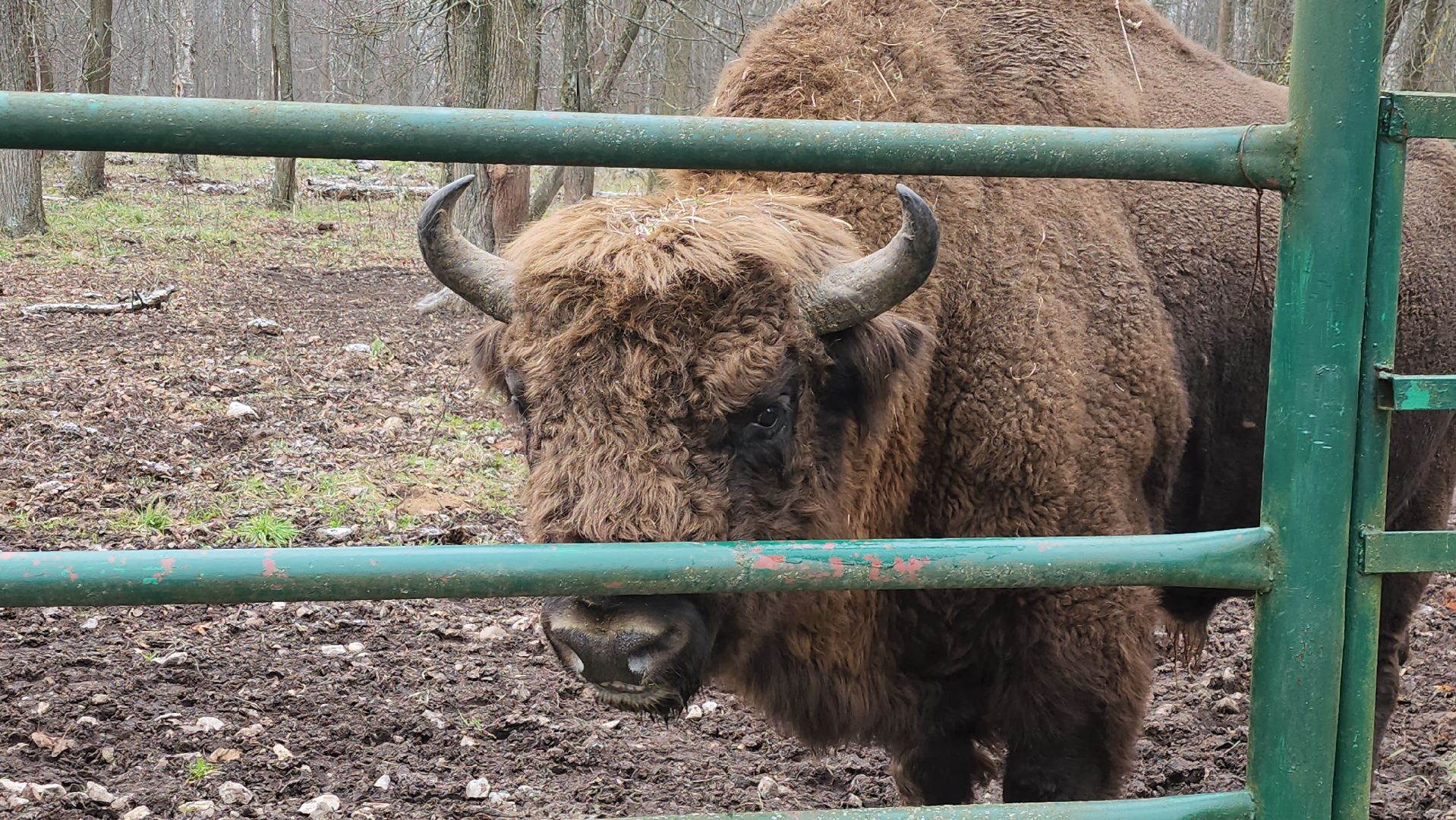 серпухов, подмосковье, зубры, приокско-террасный заповедник, 13 зубров,
