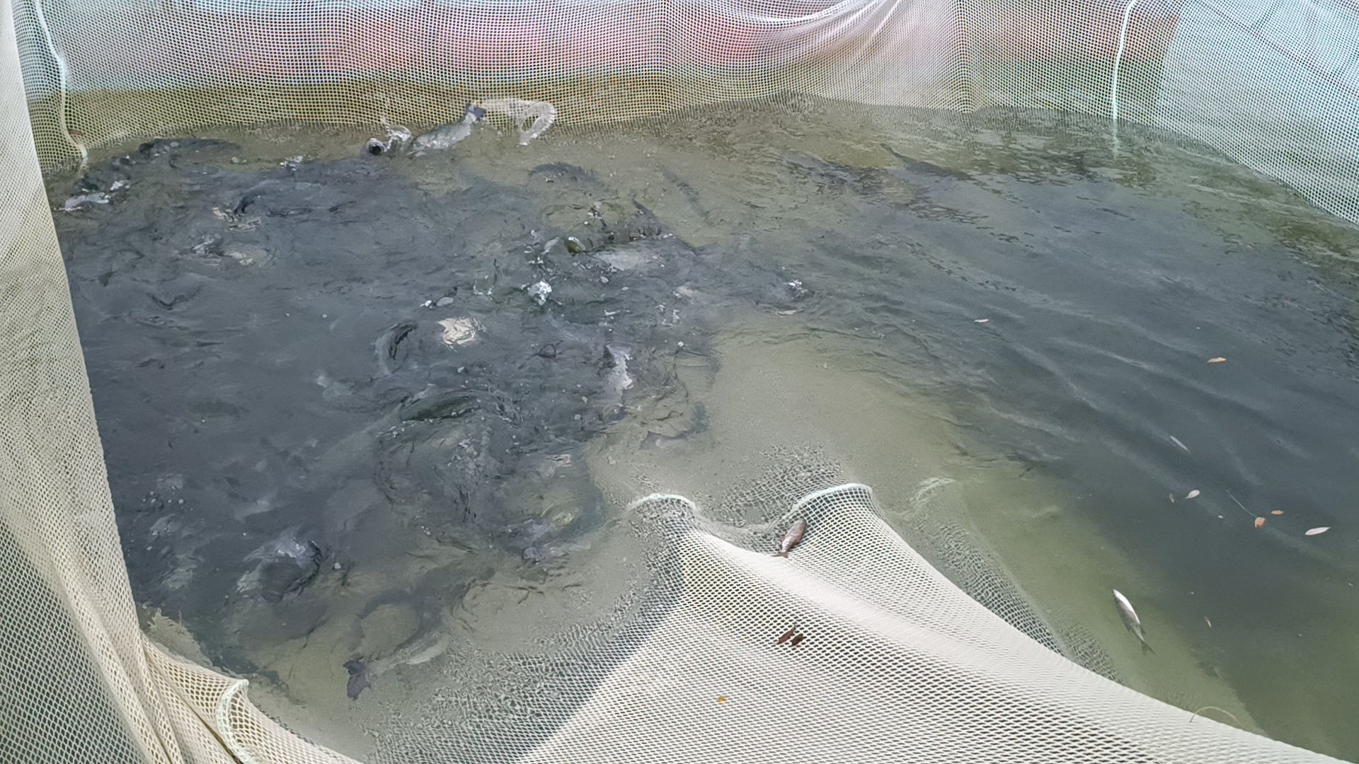 рыбалка, платная рыбалка, лобня,