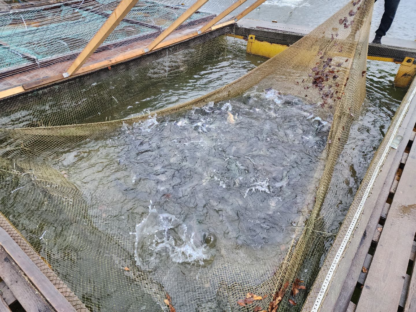 Аксено-Бутырки, жители, общество, котики, рыбалка, платная рыбалка, форель, зимняя рыбалка, вертикалки