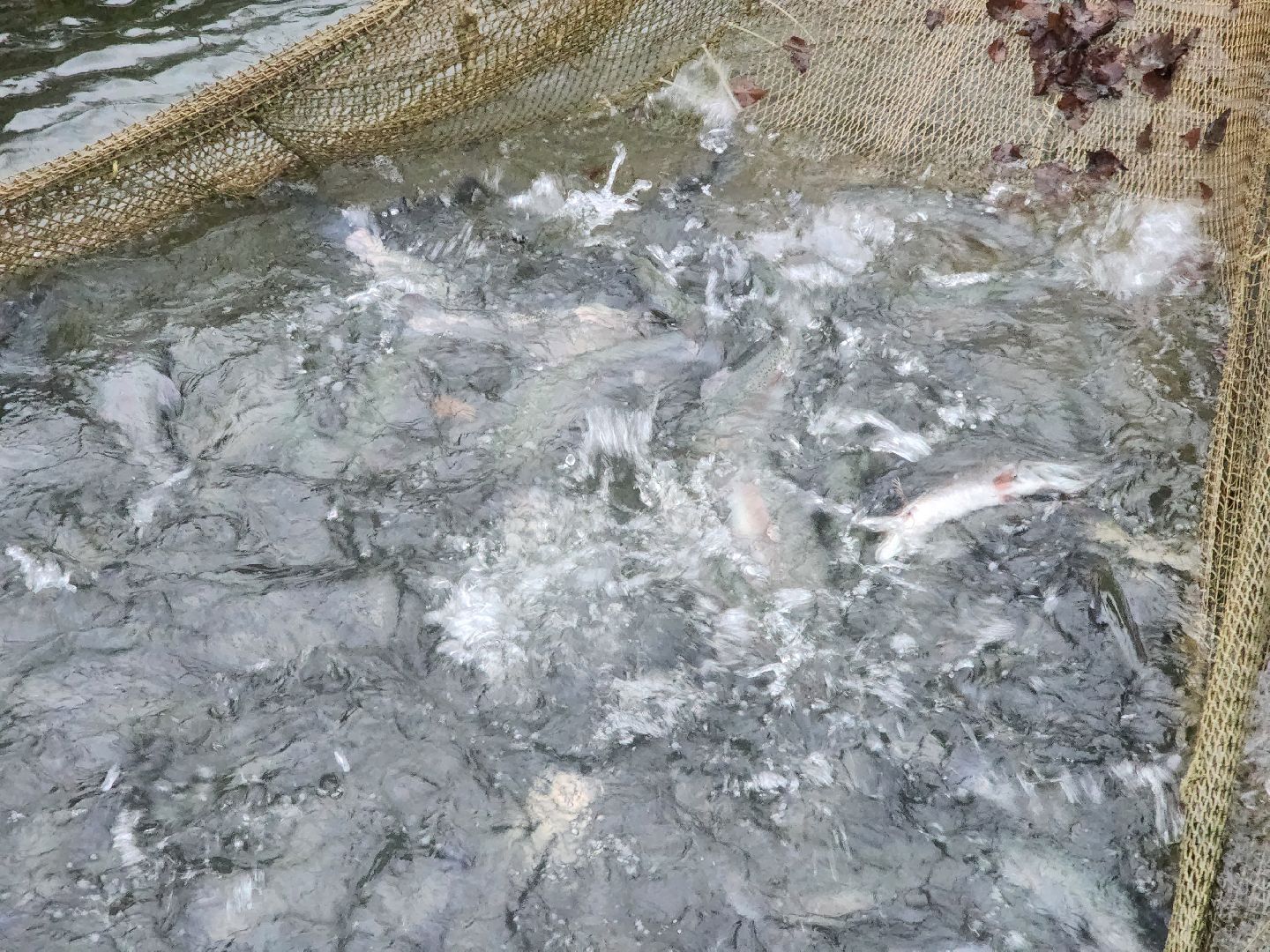 Аксено-Бутырки, жители, общество, котики, рыбалка, платная рыбалка, форель, зимняя рыбалка, вертикалки