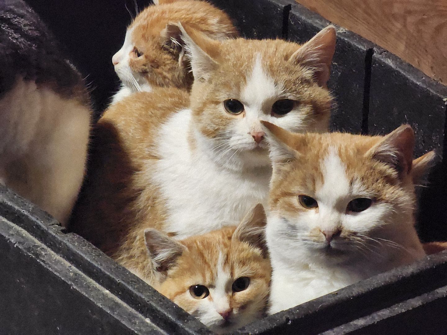 Аксено-Бутырки, жители, общество, котики, рыбалка, платная рыбалка, форель, зимняя рыбалка, вертикалки