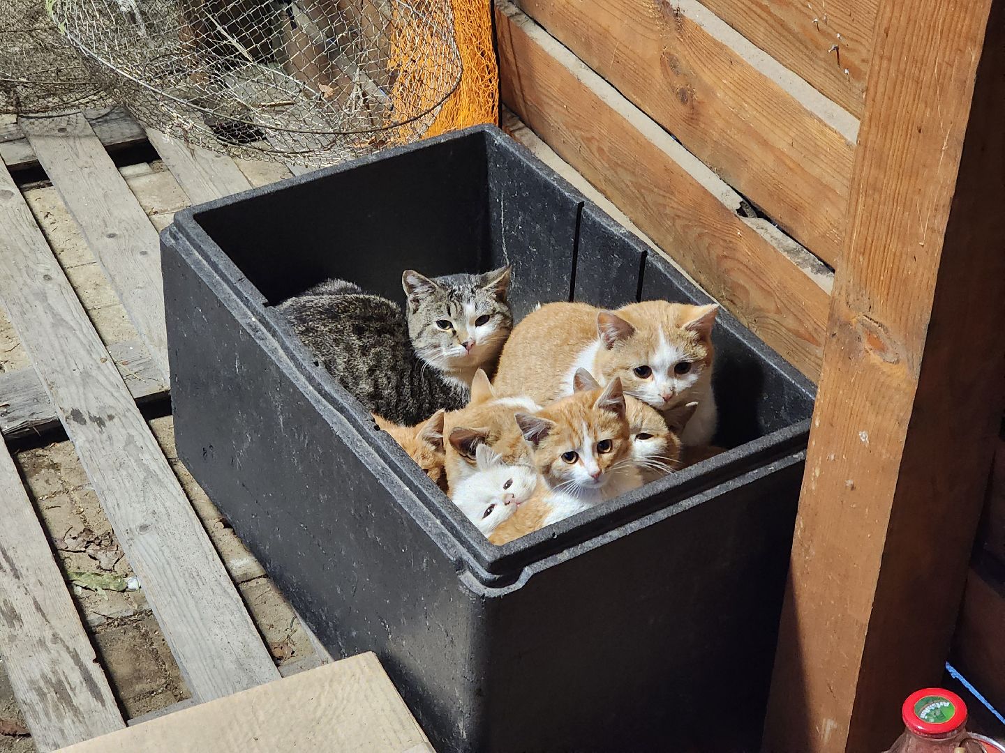 Аксено-Бутырки, жители, общество, котики, рыбалка, платная рыбалка, форель, зимняя рыбалка, вертикалки