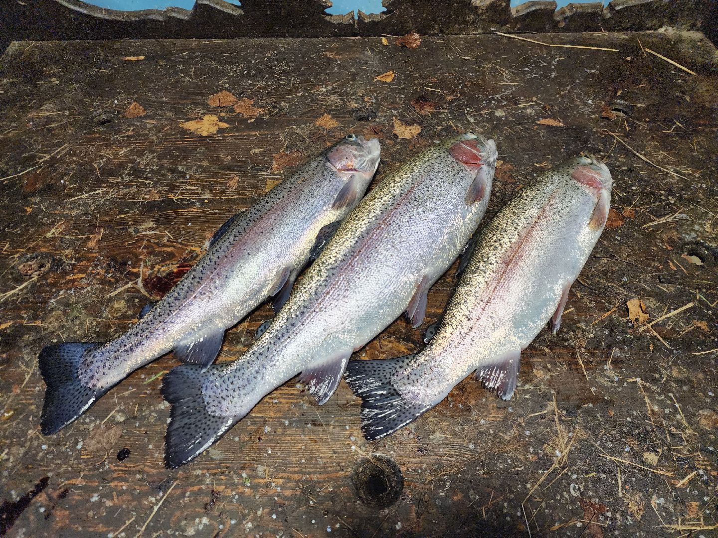 Аксено-Бутырки, жители, общество, котики, рыбалка, платная рыбалка, форель, зимняя рыбалка, вертикалки