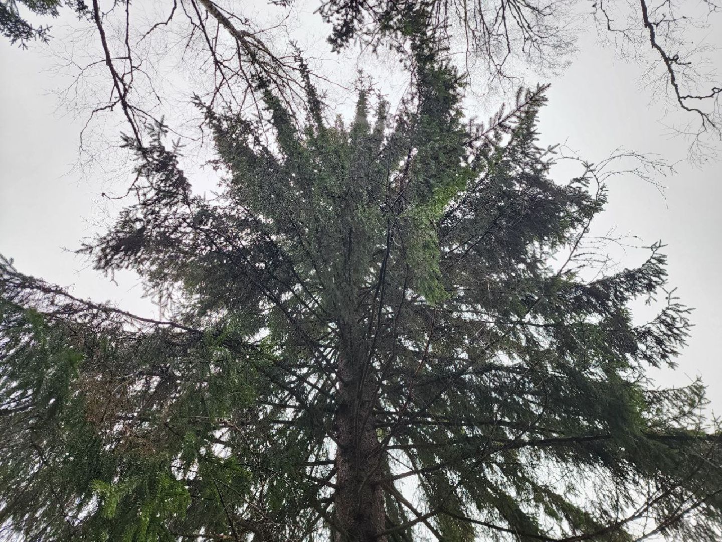 можайск, можайский городско округ, подмосковье, ель, кремлевская ель, главное новогодняя ель страны, новый год, ель из можайска, ель из подмосковья, бородинское лесничество,