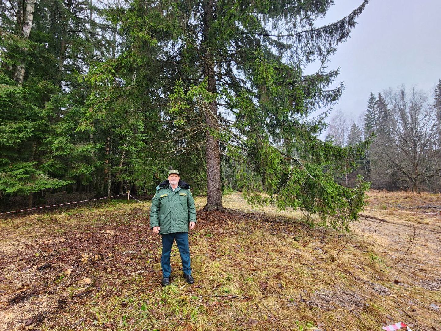 можайск, можайский городско округ, подмосковье, ель, кремлевская ель, главное новогодняя ель страны, новый год, ель из можайска, ель из подмосковья, бородинское лесничество,