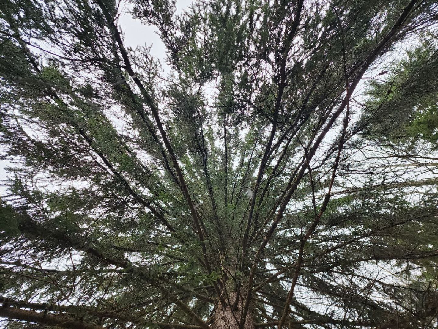 можайск, можайский городско округ, подмосковье, ель, кремлевская ель, главное новогодняя ель страны, новый год, ель из можайска, ель из подмосковья, бородинское лесничество,