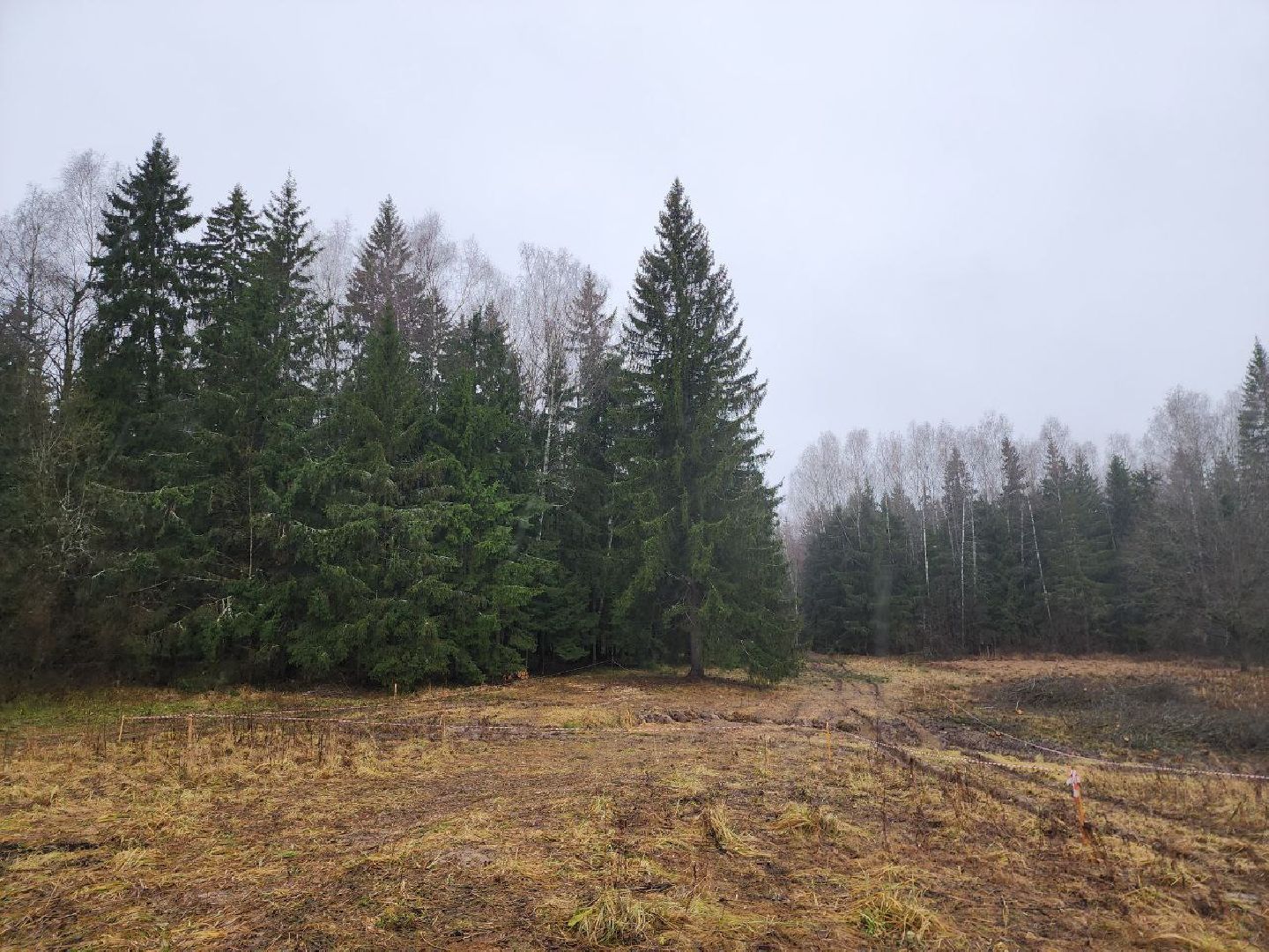 можайск, можайский городско округ, подмосковье, ель, кремлевская ель, главное новогодняя ель страны, новый год, ель из можайска, ель из подмосковья, бородинское лесничество,