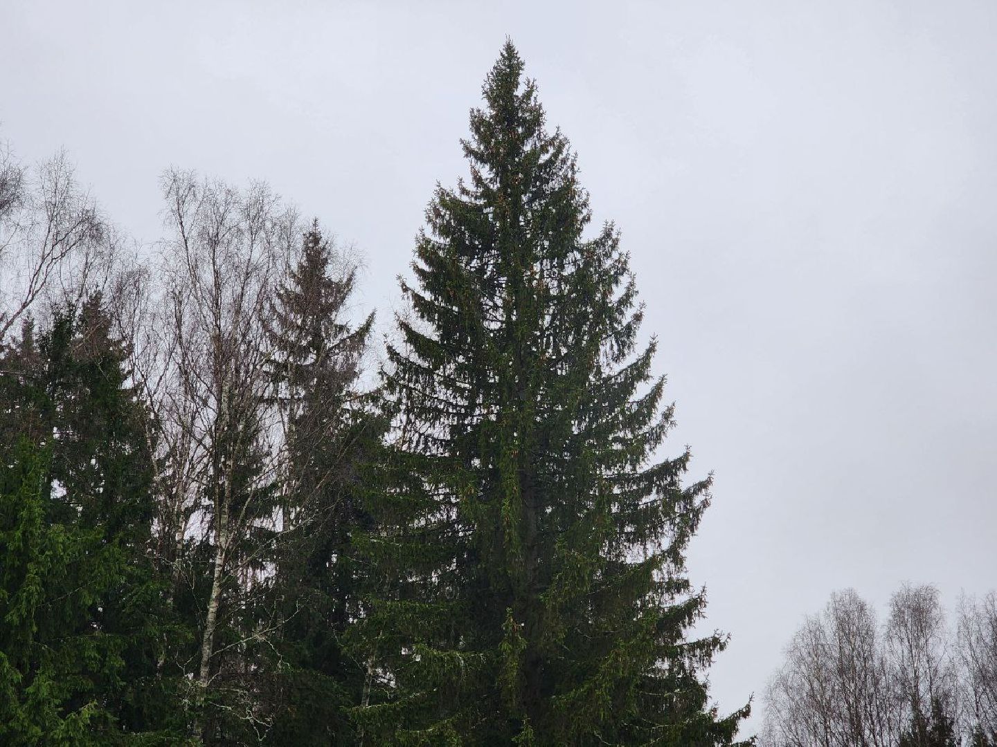 можайск, можайский городско округ, подмосковье, ель, кремлевская ель, главное новогодняя ель страны, новый год, ель из можайска, ель из подмосковья, бородинское лесничество,