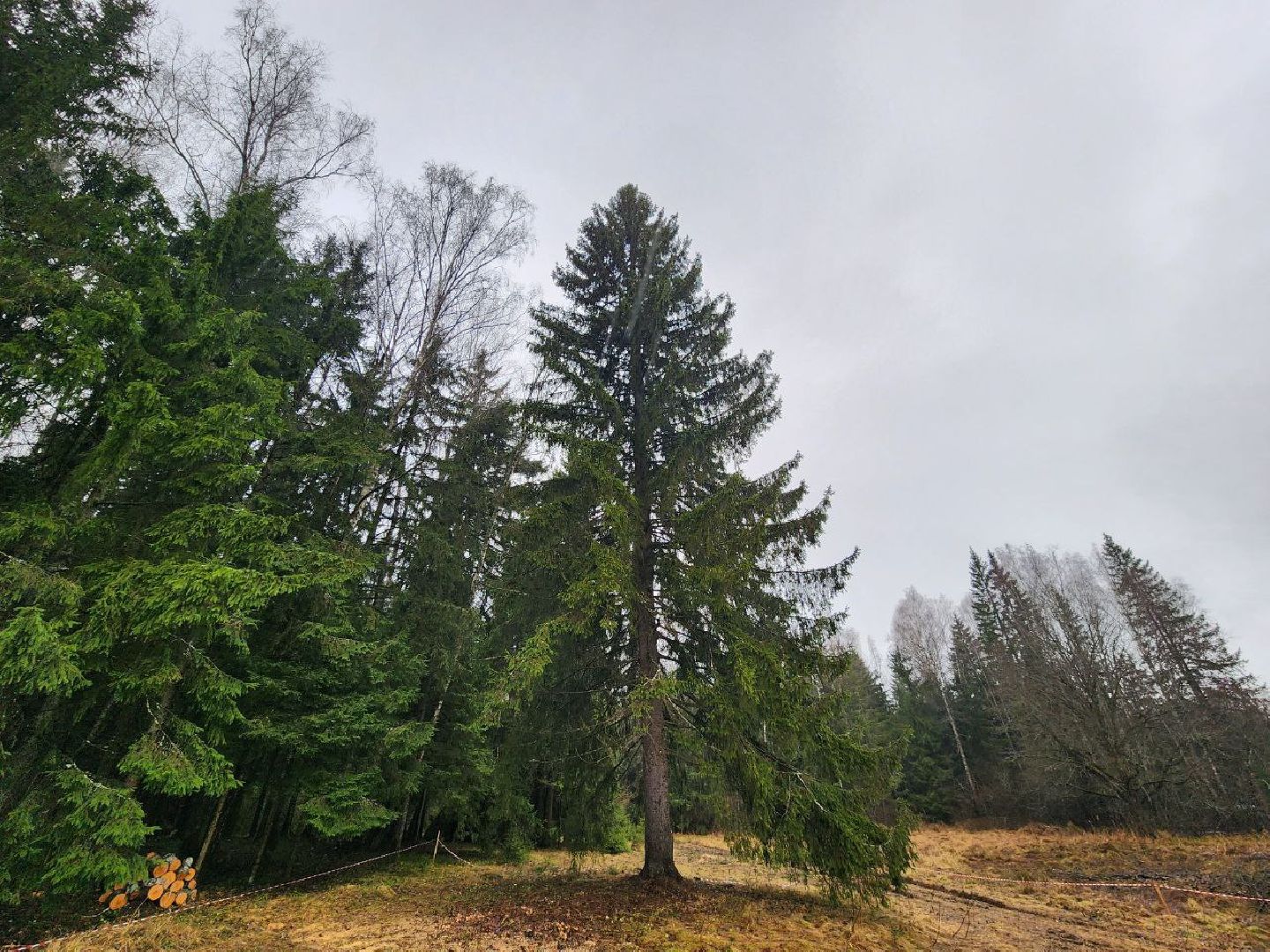 можайск, можайский городско округ, подмосковье, ель, кремлевская ель, главное новогодняя ель страны, новый год, ель из можайска, ель из подмосковья, бородинское лесничество,