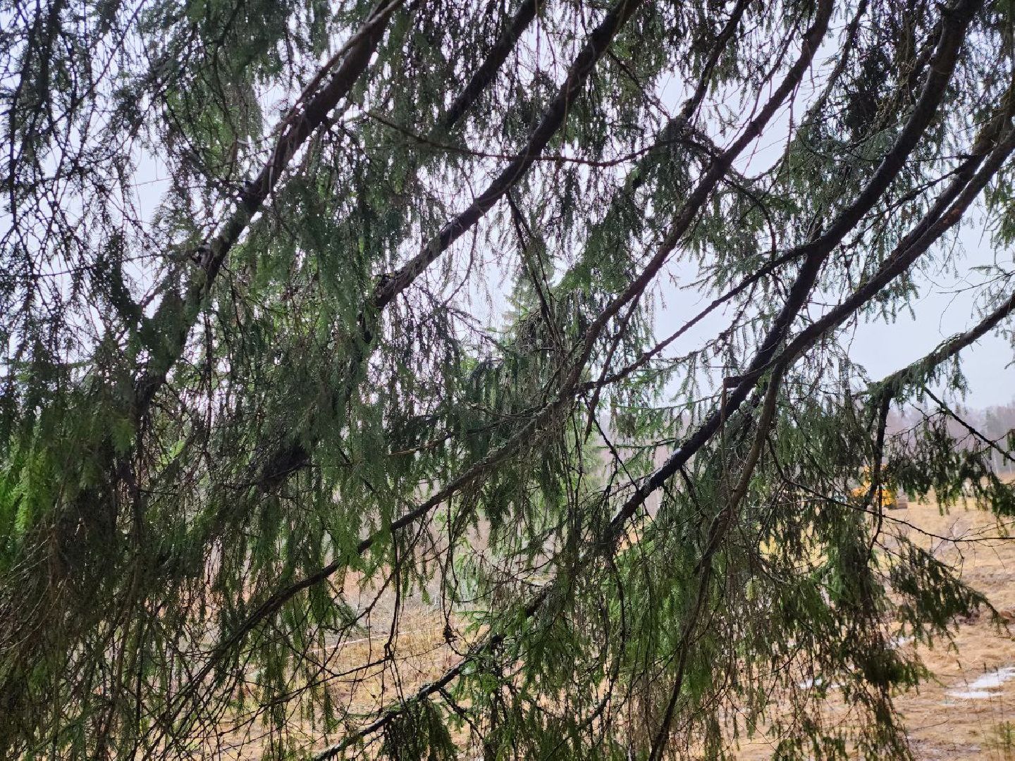 можайск, можайский городско округ, подмосковье, ель, кремлевская ель, главное новогодняя ель страны, новый год, ель из можайска, ель из подмосковья, бородинское лесничество,