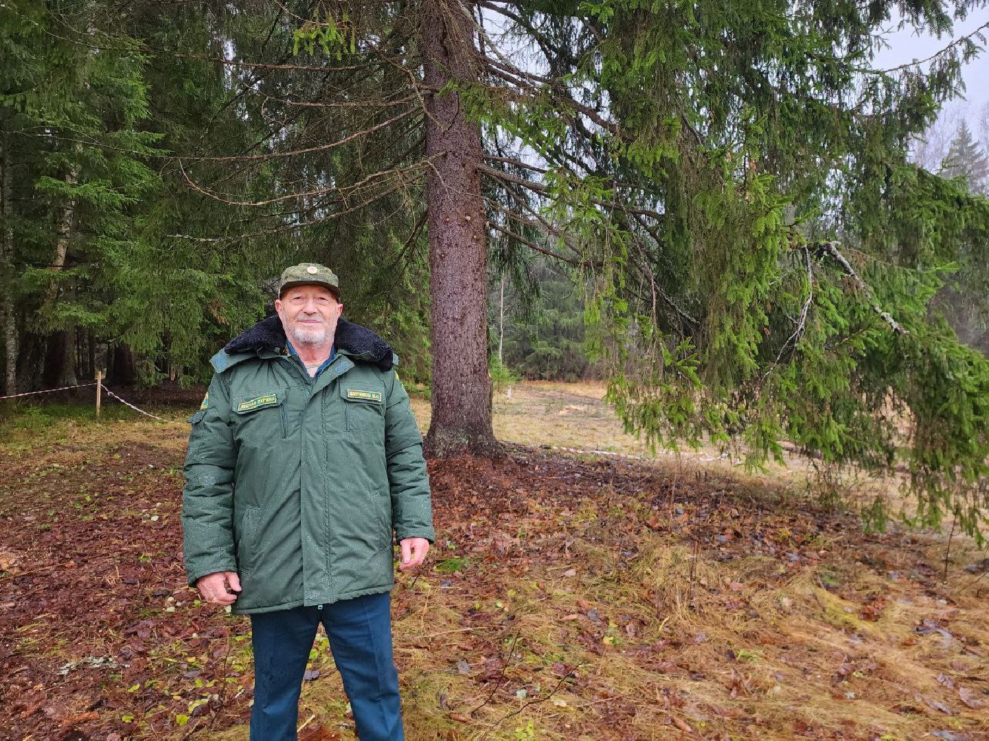 можайск, можайский городско округ, подмосковье, ель, кремлевская ель, главное новогодняя ель страны, новый год, ель из можайска, ель из подмосковья, бородинское лесничество,