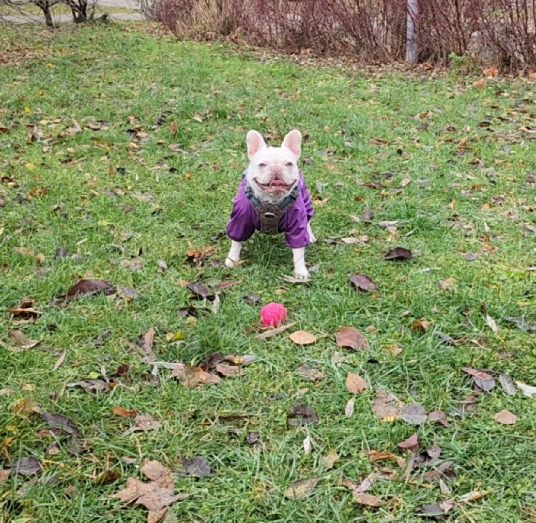 собаки, площадка для выгула собак, благоустройство, вертикалки,