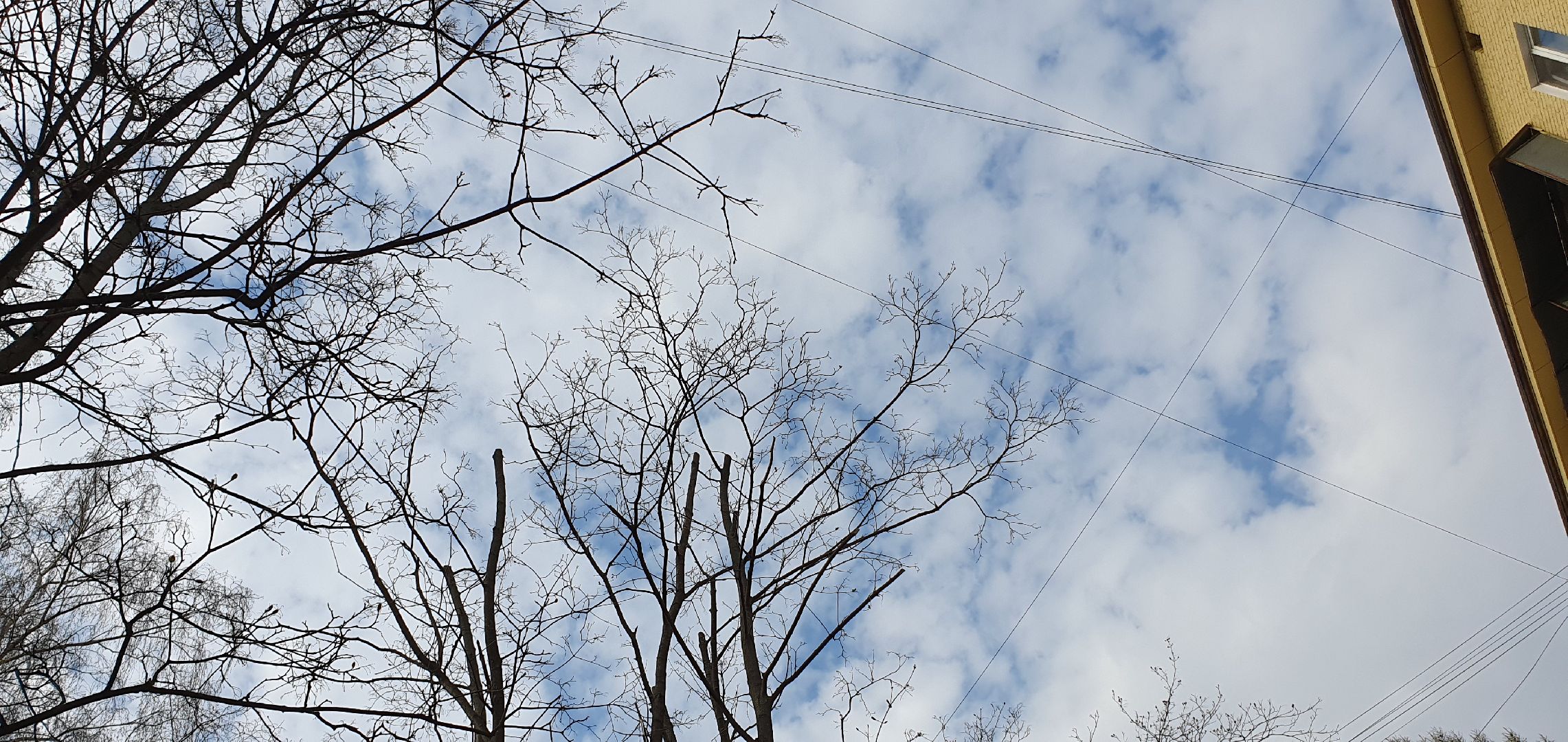 благоустройство, безопасность, обрезка крон, Дзержинский