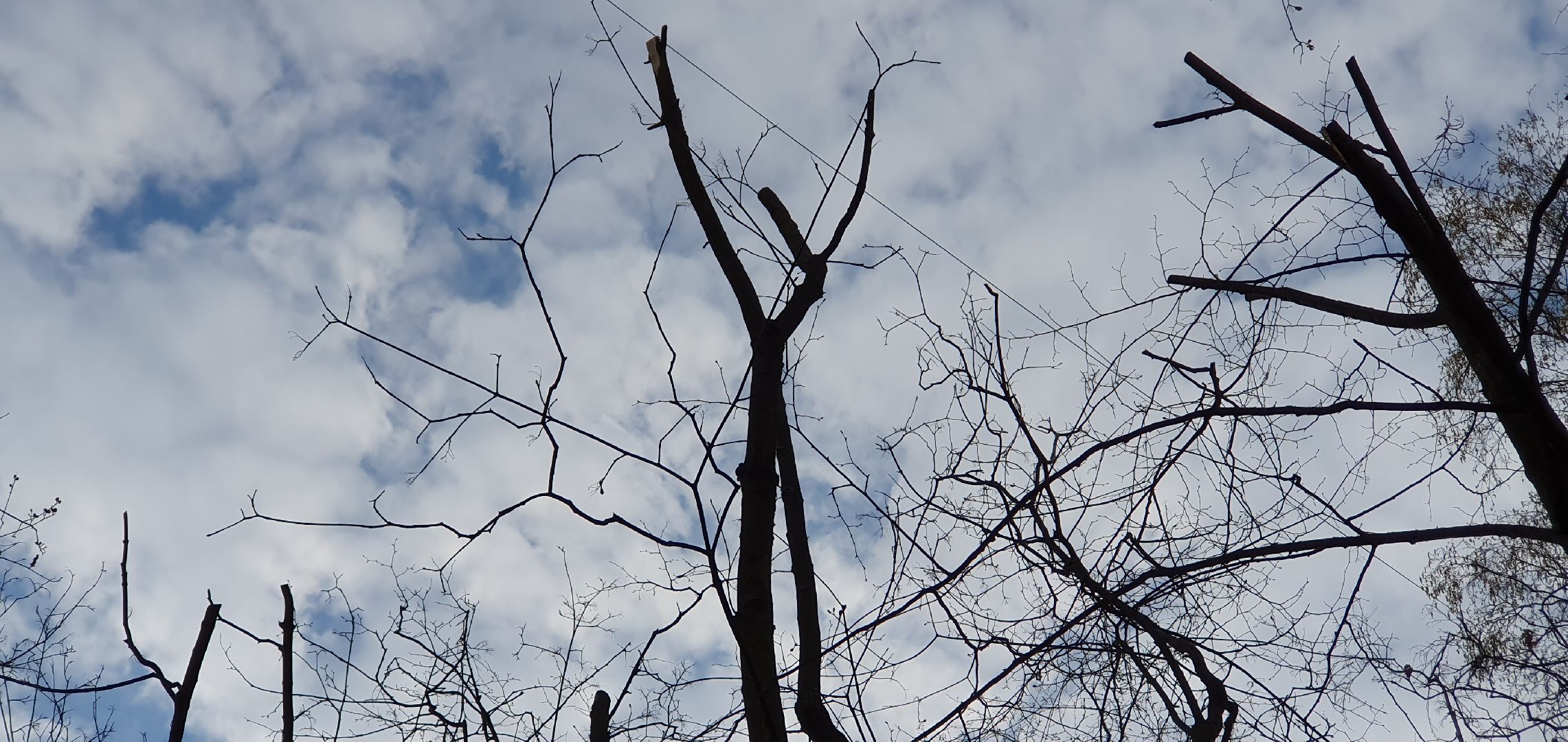 благоустройство, безопасность, обрезка крон, Дзержинский