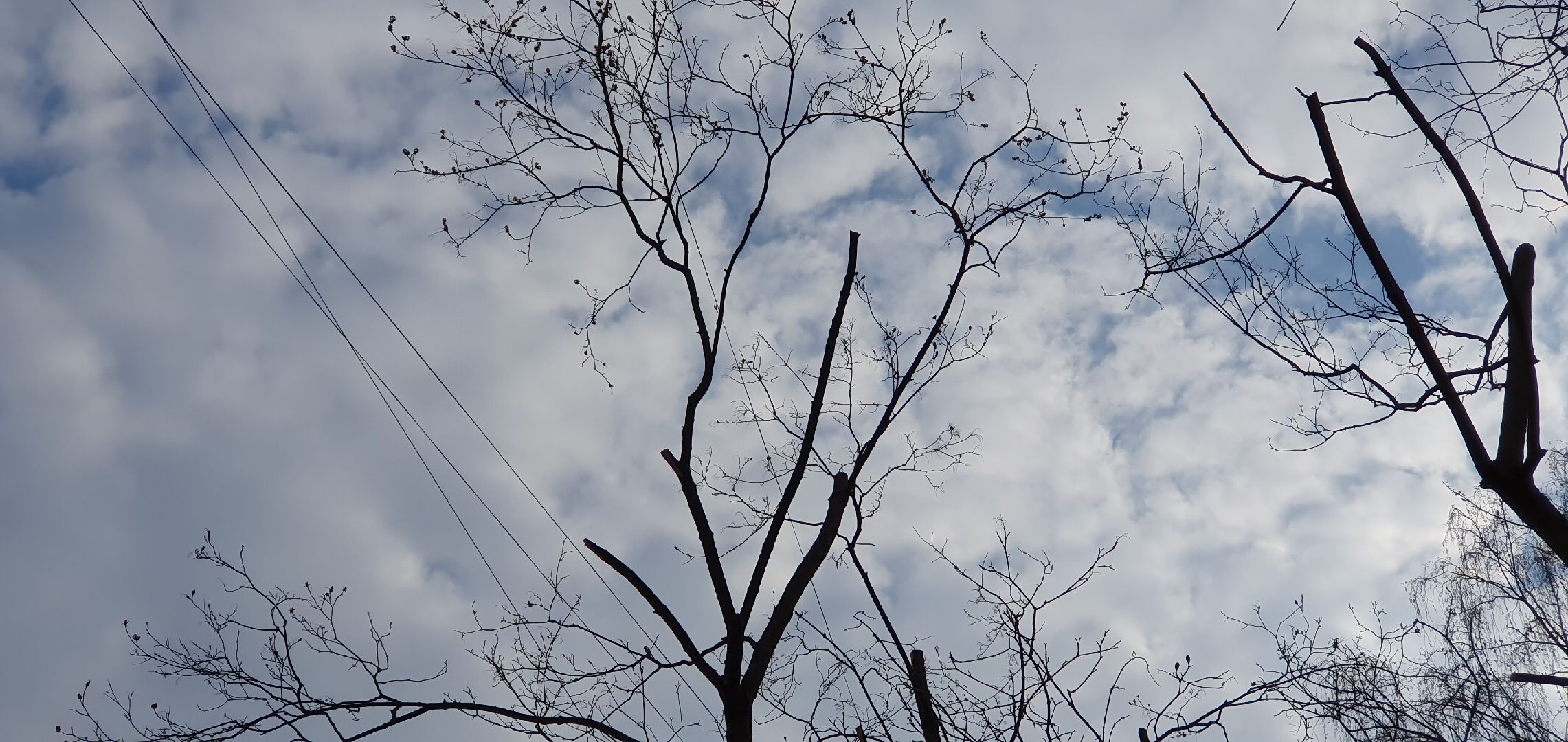 благоустройство, безопасность, обрезка крон, Дзержинский