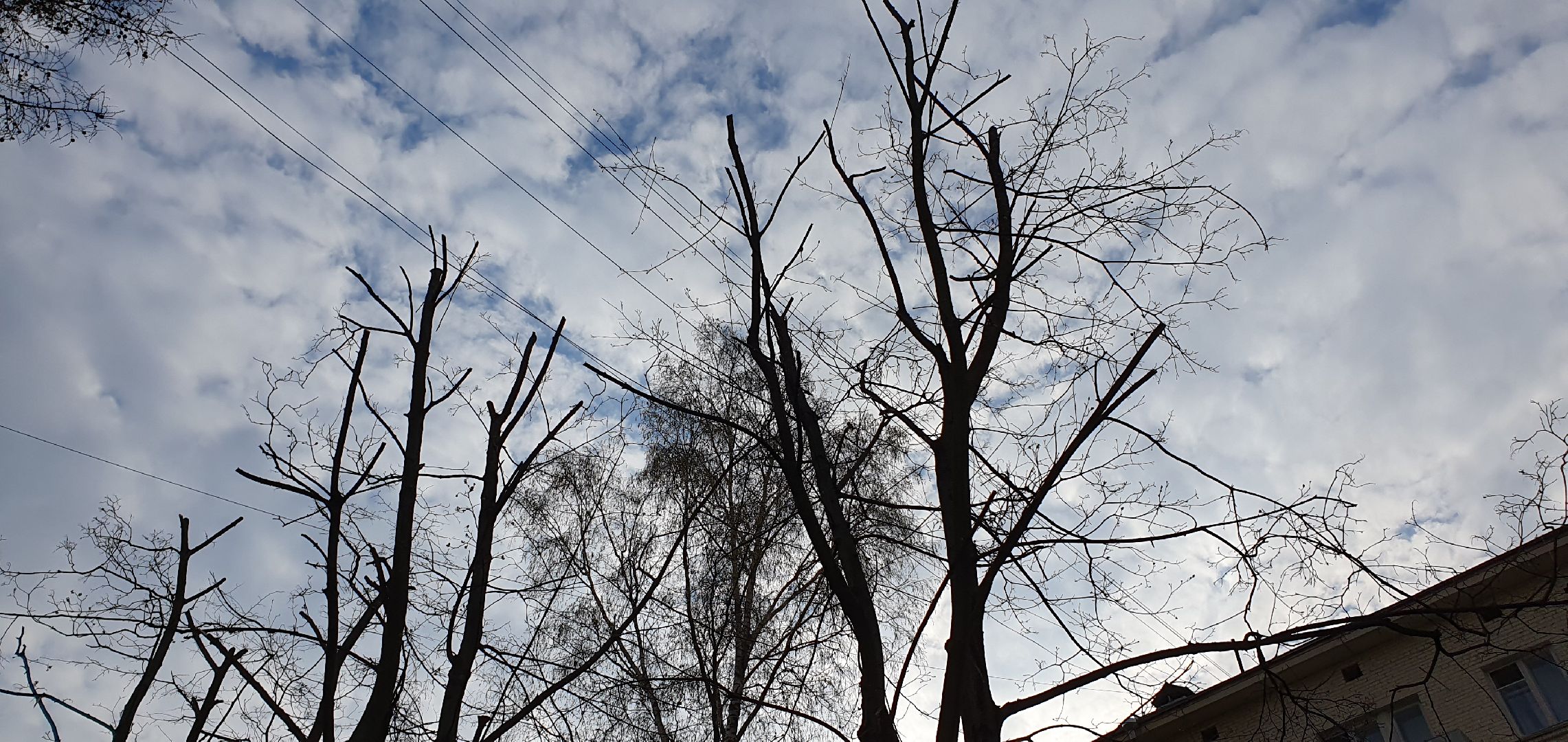 благоустройство, безопасность, обрезка крон, Дзержинский