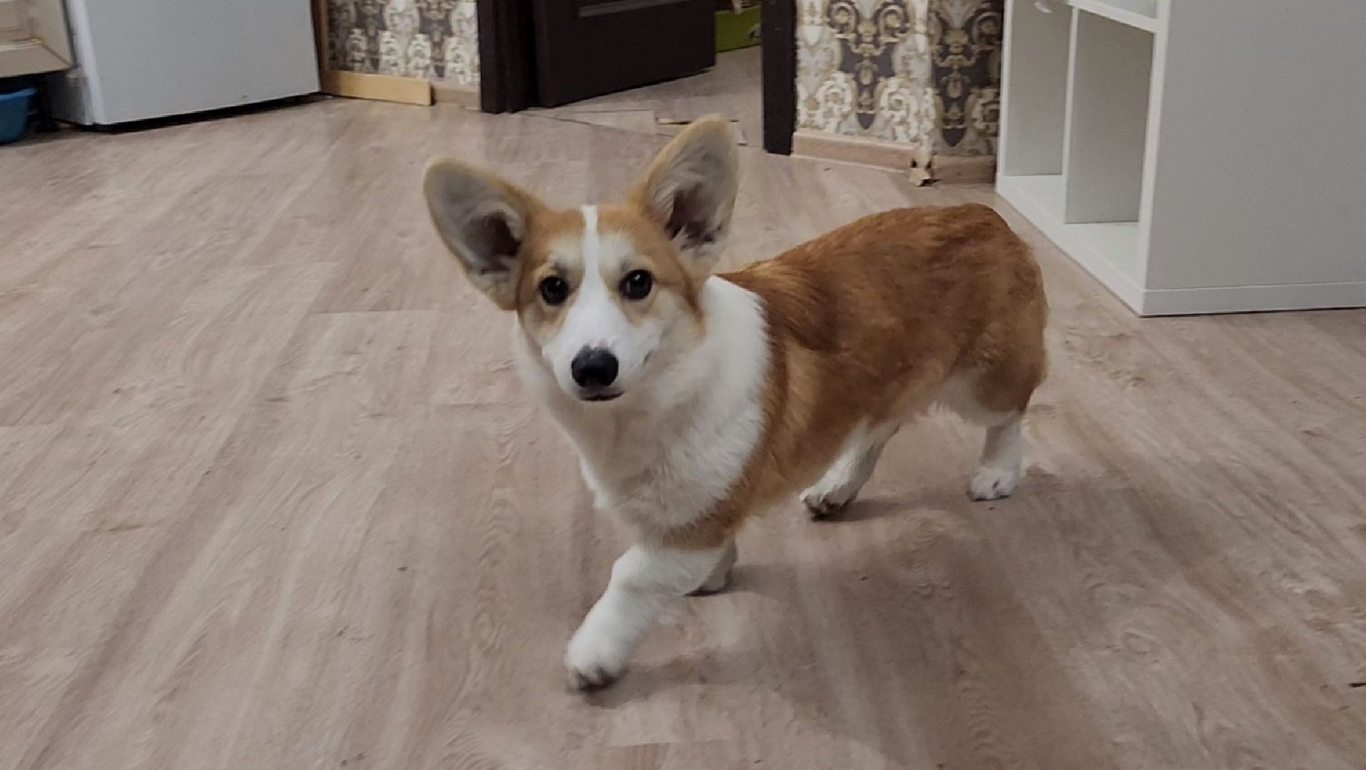 День матери, Многодетная мама, Лосино-Петровский, дети,