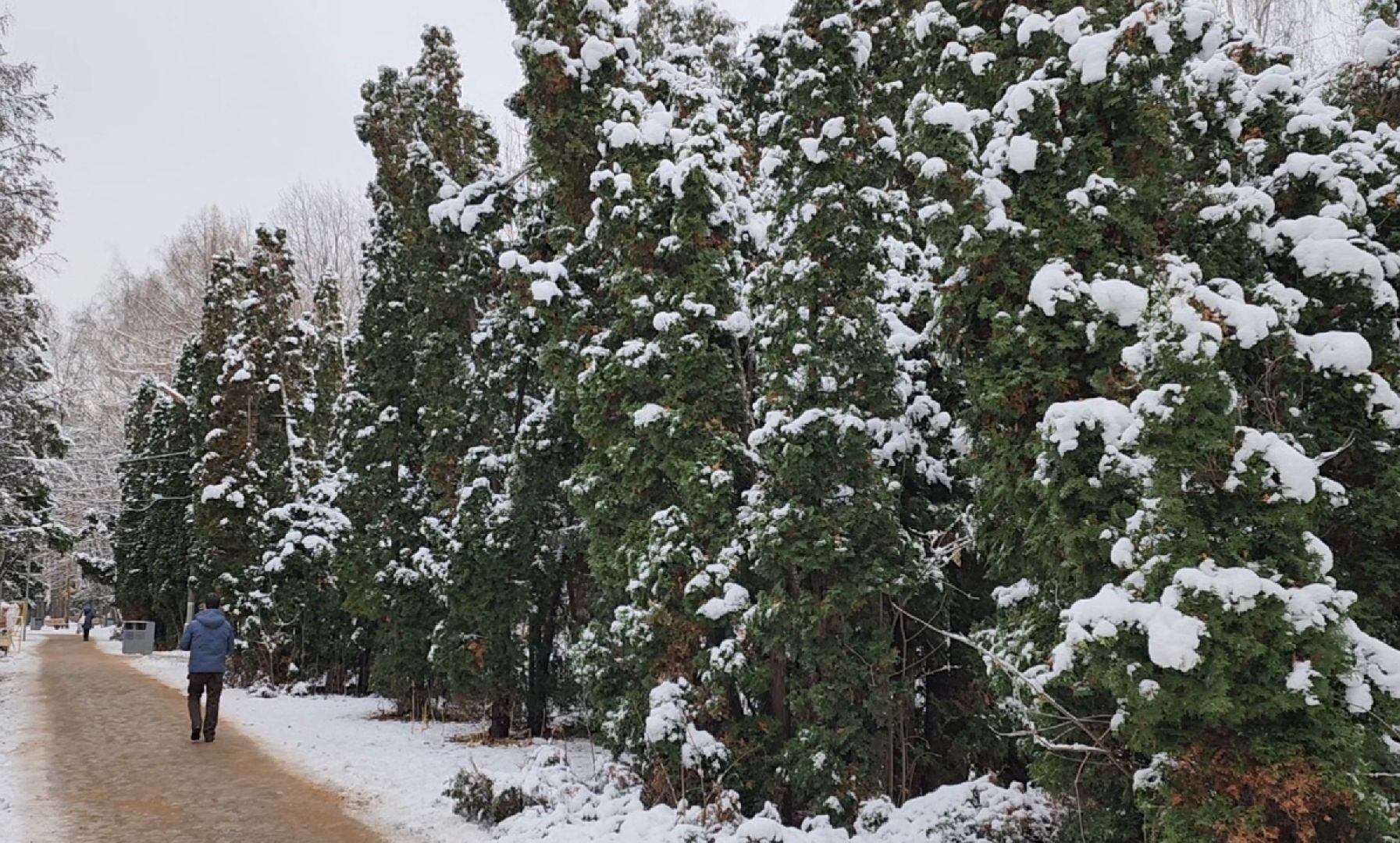 зима, ель, новый год, парк, химки, вертикалки,