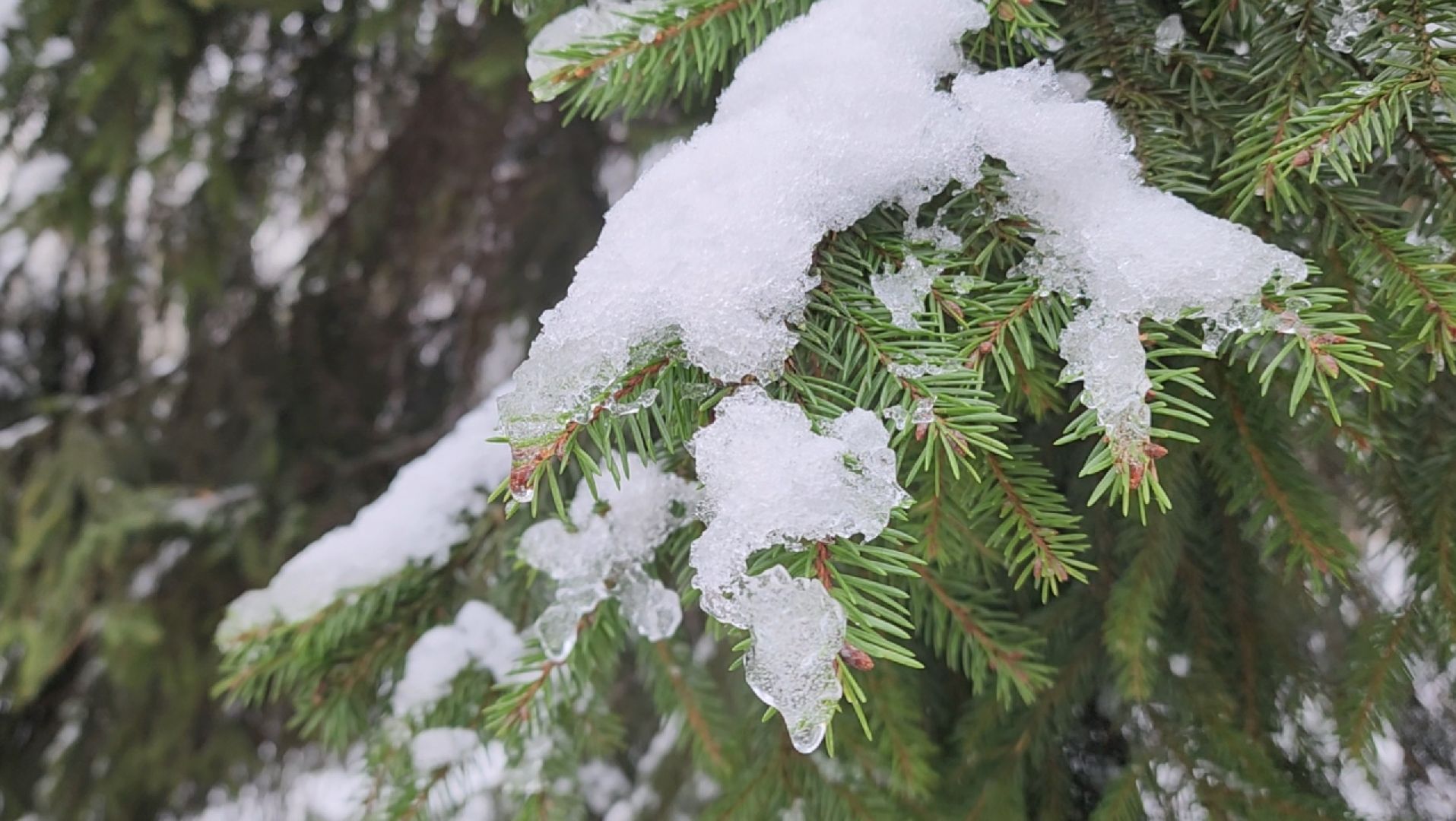 зима, ель, новый год, парк, химки, вертикалки,