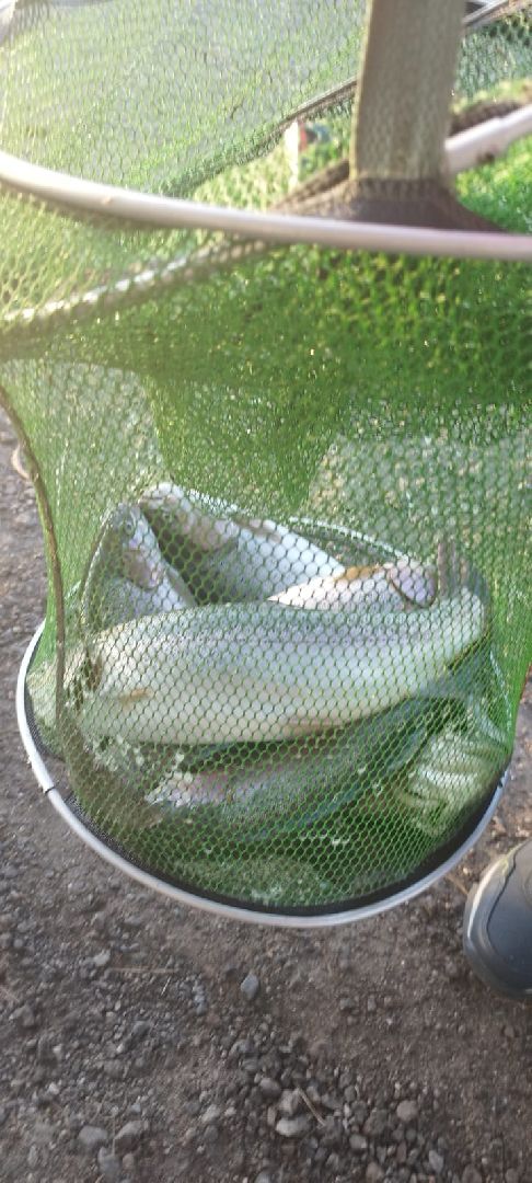 вертикалки, форель, мытищи,