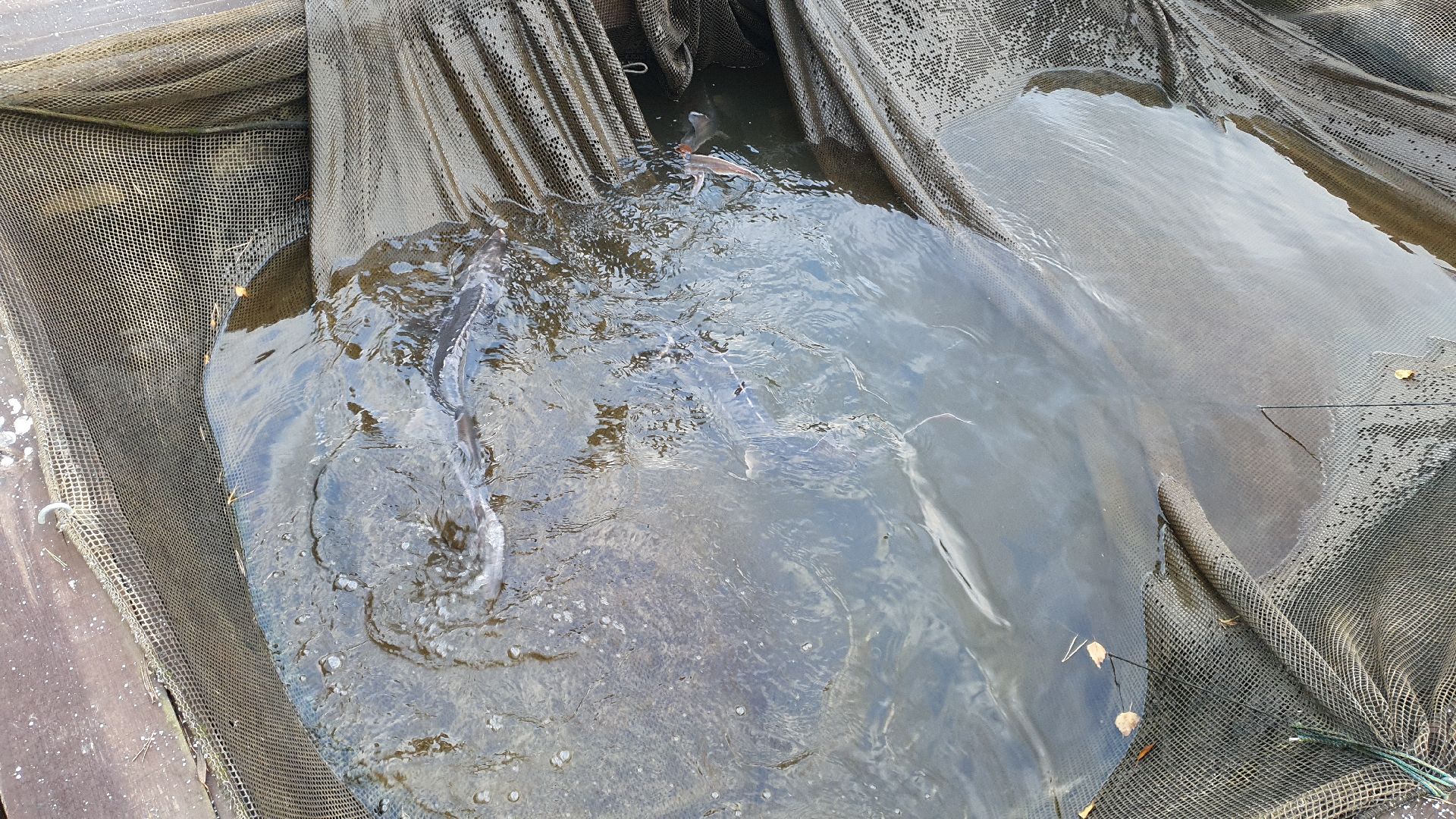 вертикалки, форель, мытищи,