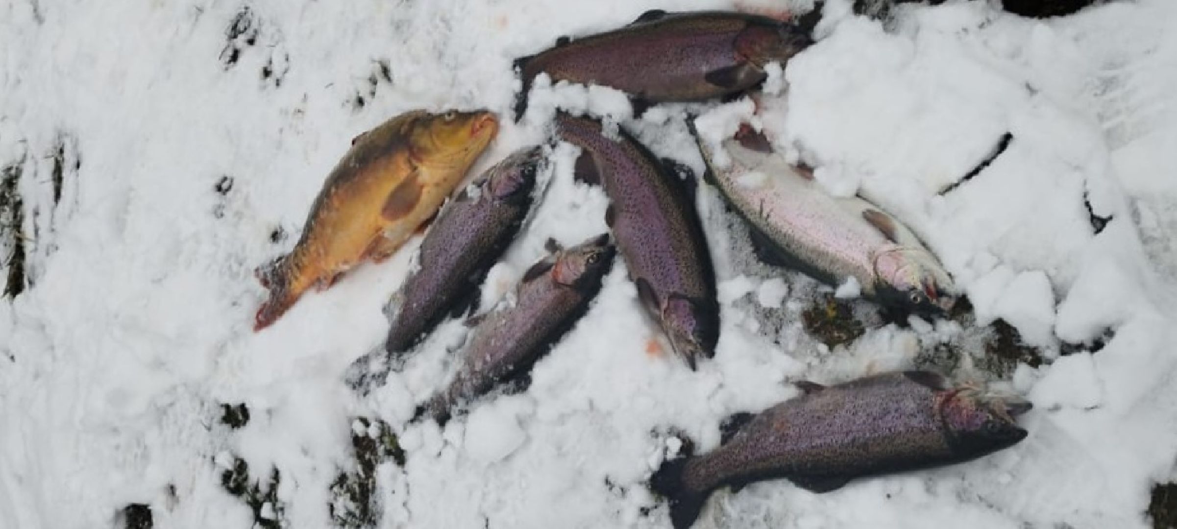 вертикалки, форель, мытищи,