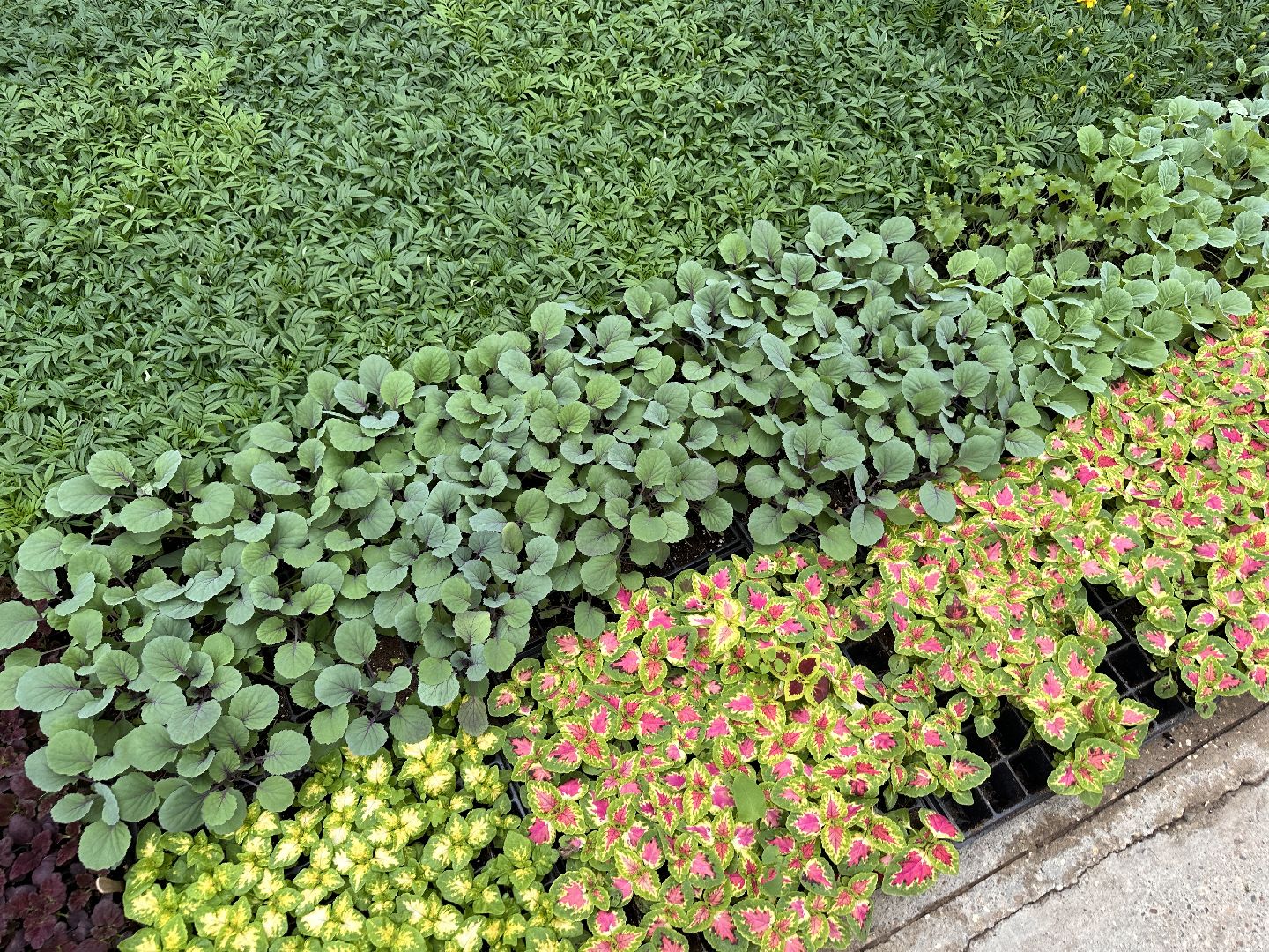 ВНИИСОК, Рассада, Одинцово, Федеральный научный центр овощеводства