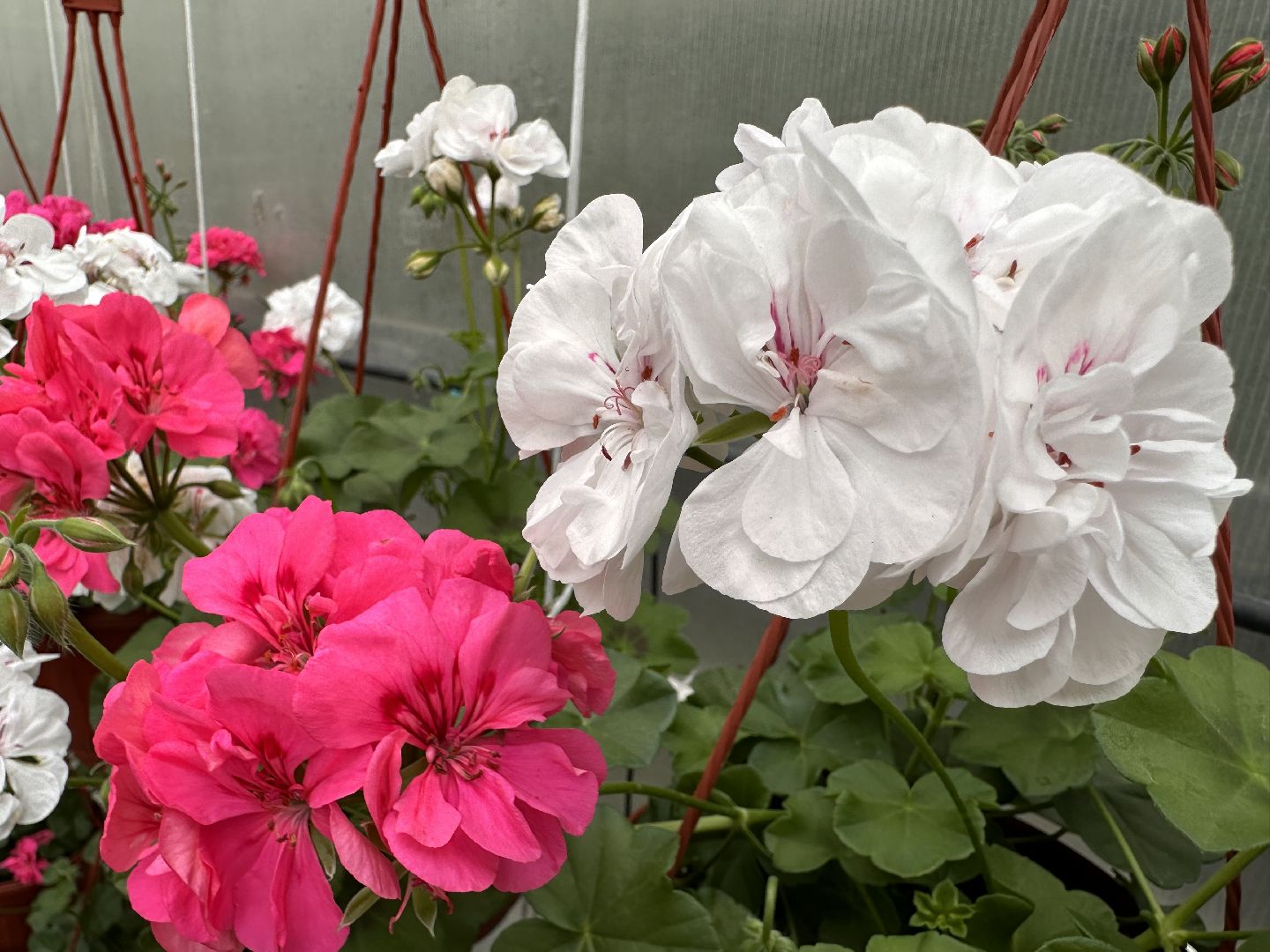 ВНИИСОК, Рассада, Одинцово, Федеральный научный центр овощеводства