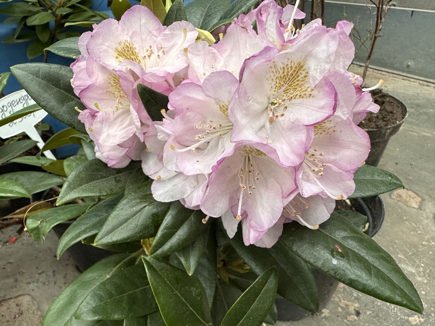 ВНИИСОК, Рассада, Одинцово, Федеральный научный центр овощеводства