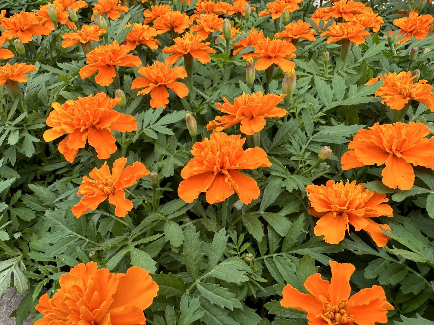 ВНИИСОК, Рассада, Одинцово, Федеральный научный центр овощеводства