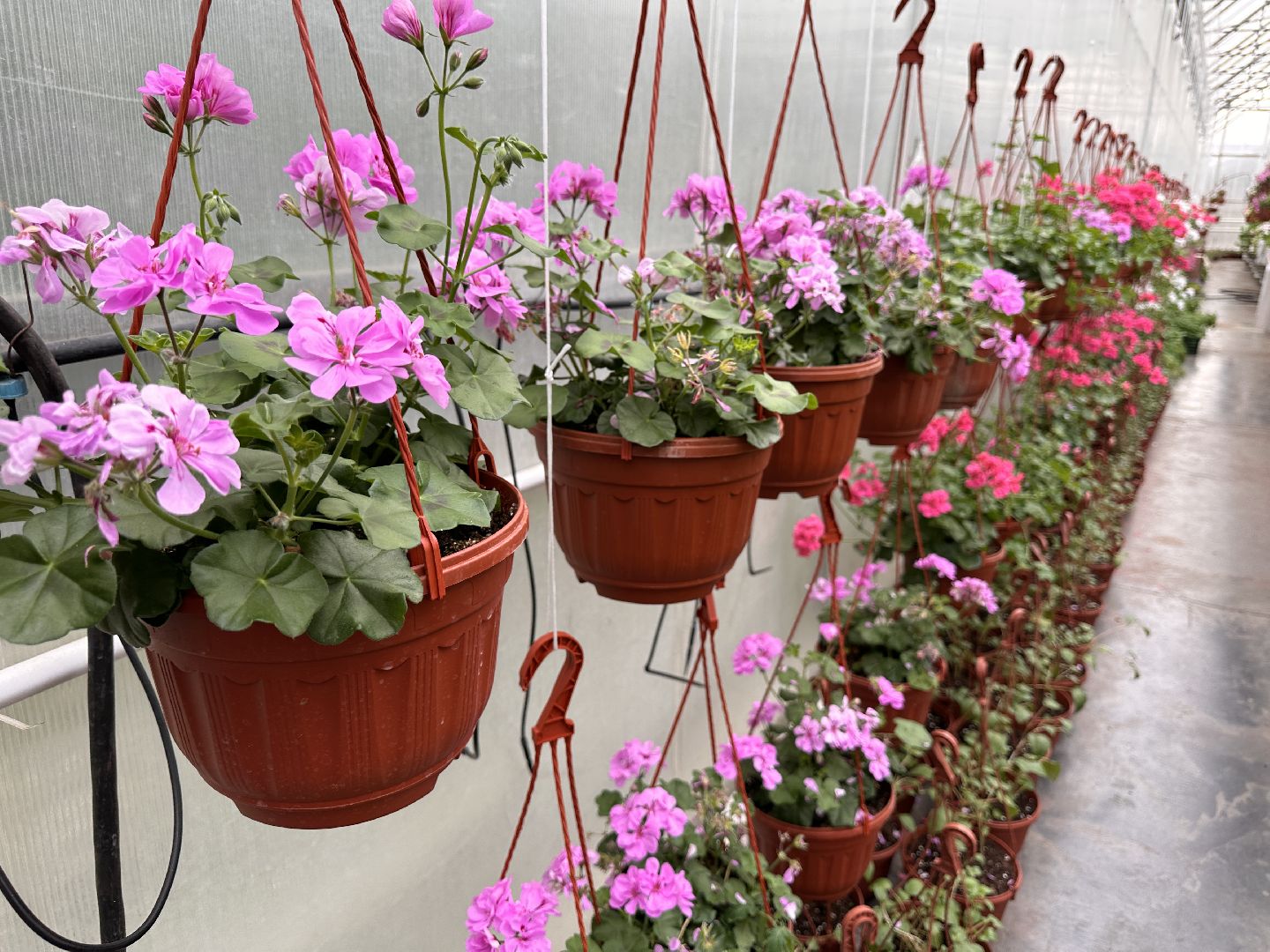 ВНИИСОК, Рассада, Одинцово, Федеральный научный центр овощеводства