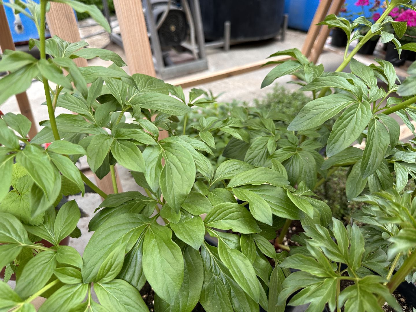 ВНИИСОК, Рассада, Одинцово, Федеральный научный центр овощеводства