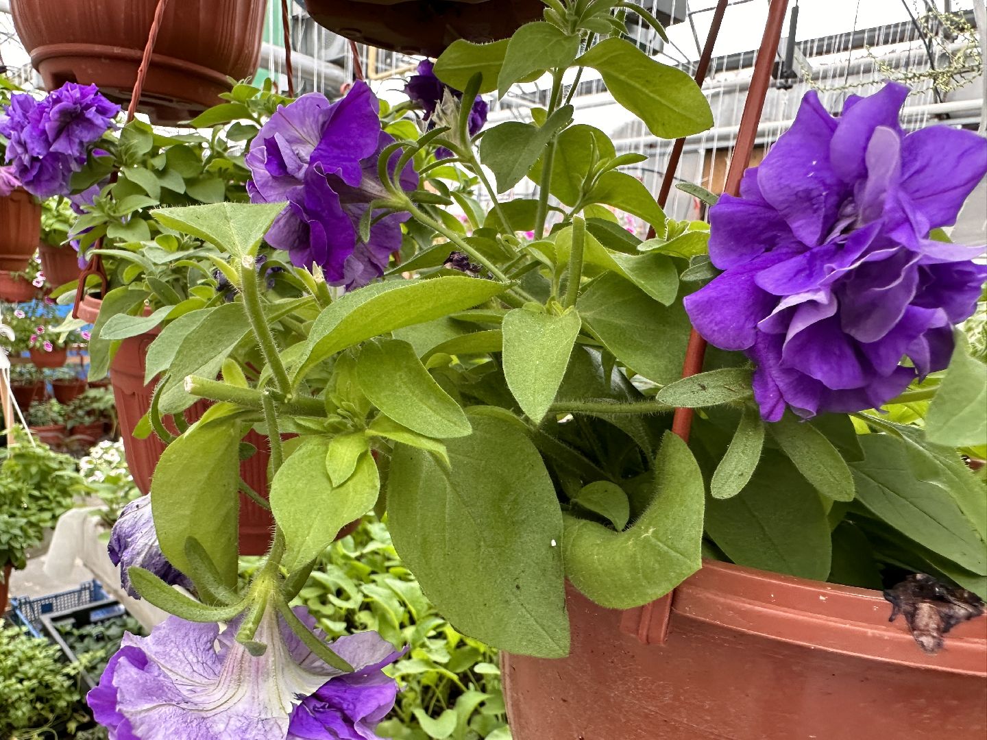 ВНИИСОК, Рассада, Одинцово, Федеральный научный центр овощеводства