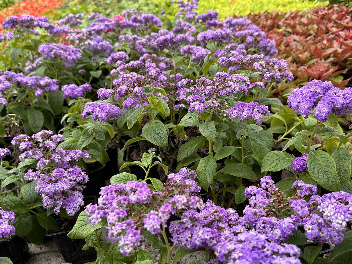 ВНИИСОК, Рассада, Одинцово, Федеральный научный центр овощеводства