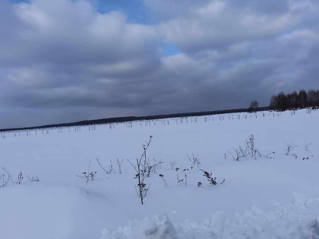 Екатерининский сад, сельское хозяйство, ягодовоство, вишня