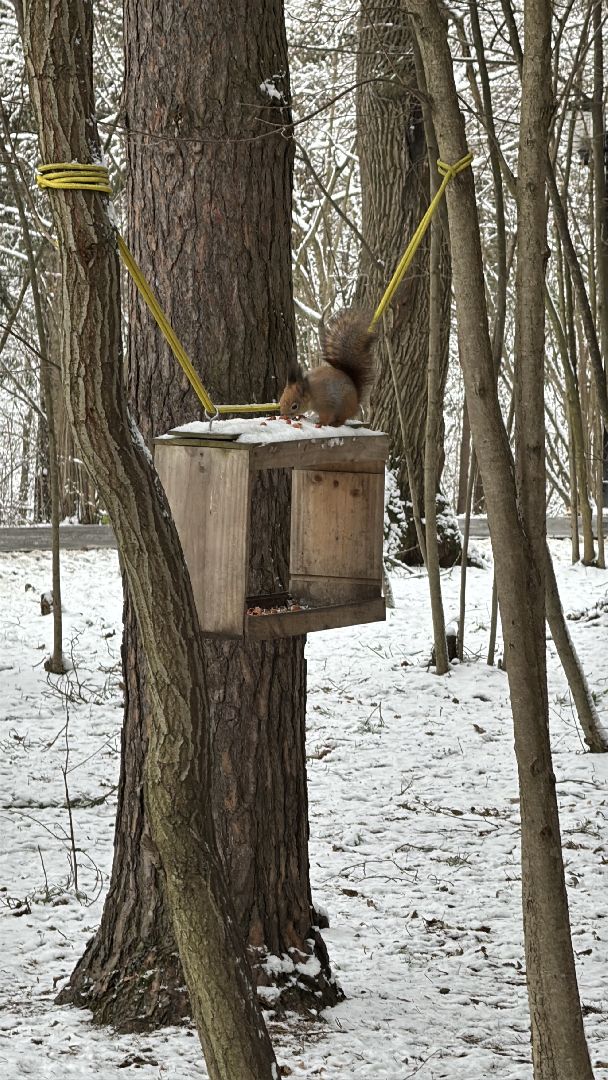 Одинцовский парк, Новогоднее украшение, Зима в подмосковье,вертикалка, вертикальное видео,