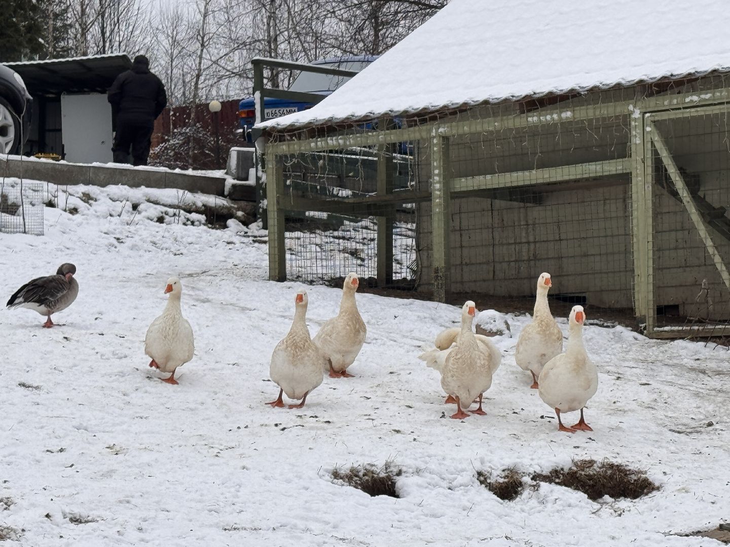 Клевое место, Ромашково, маленькая Голландия, туризм в подмосковье,