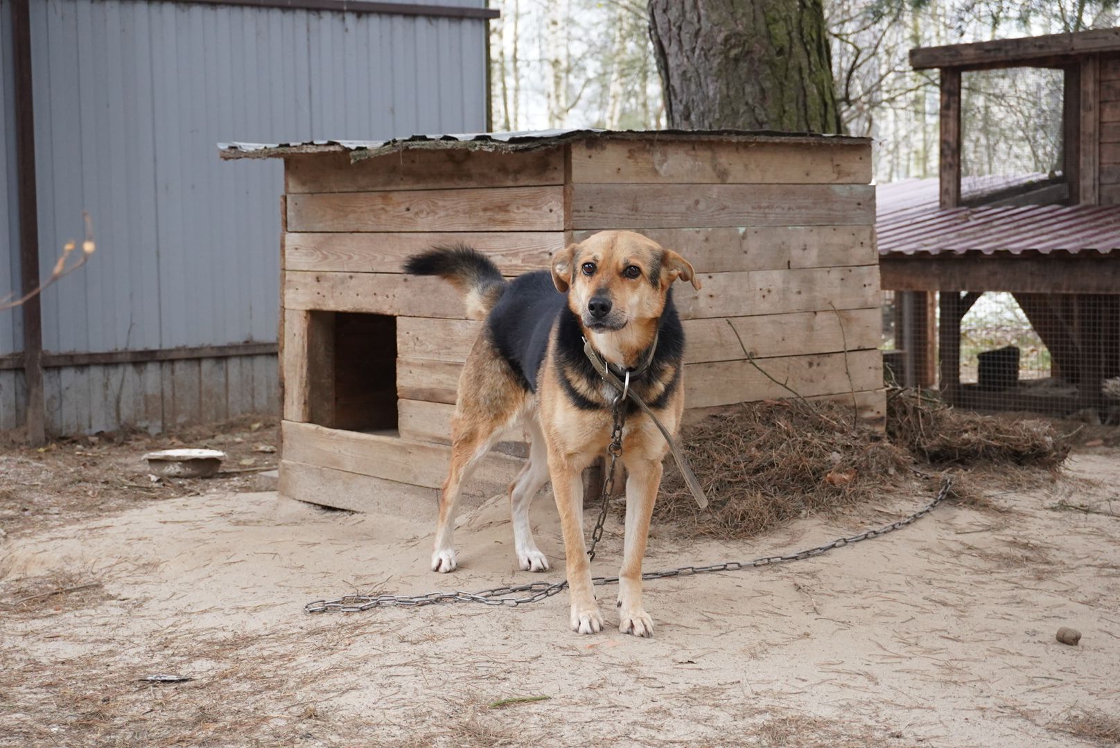 Павловский Посад, Городской округ Павловский Посад, Собаки, Приют, Животные, закон, Вертикалка, Вертикальное видео,