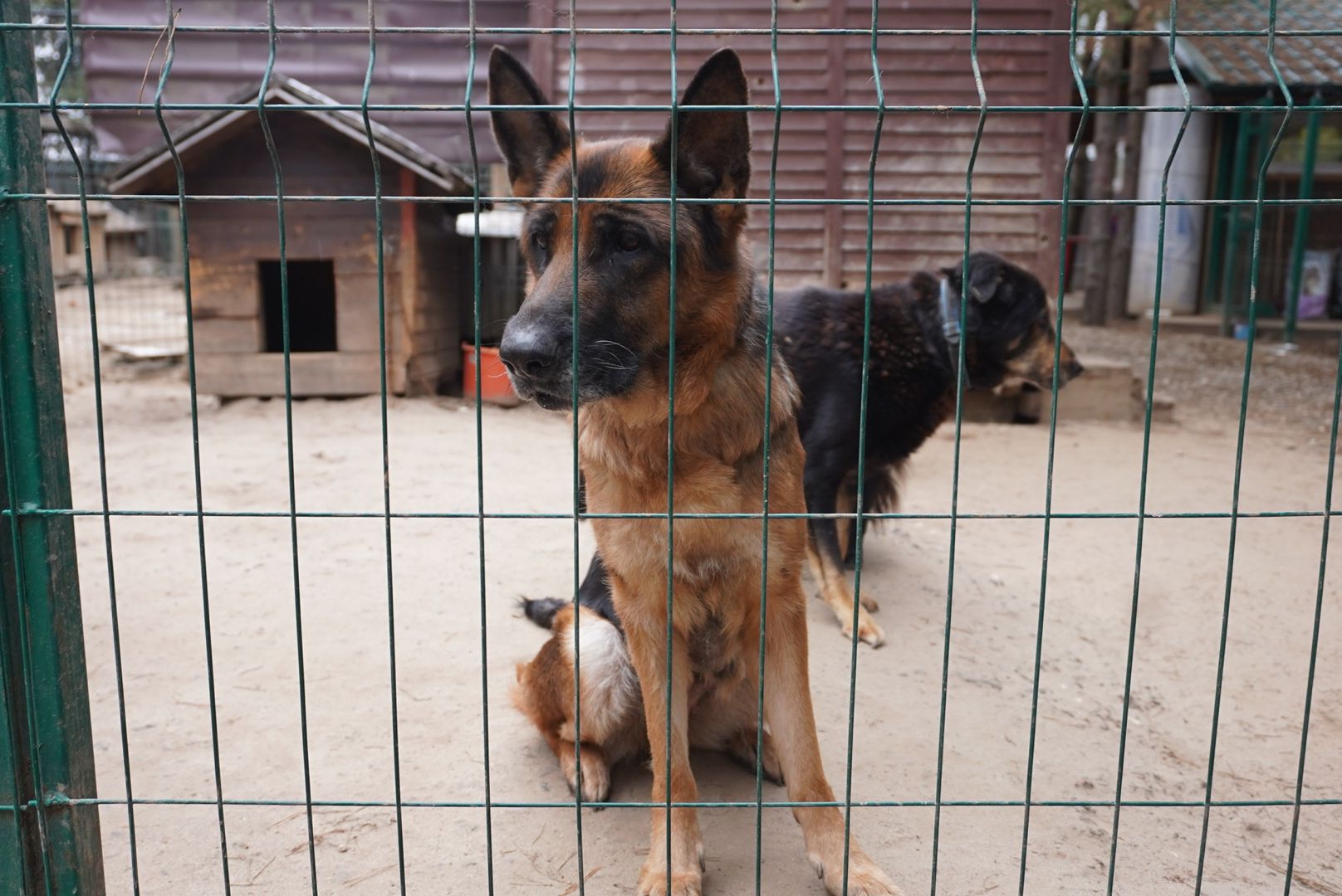 Павловский Посад, Городской округ Павловский Посад, Собаки, Приют, Животные, закон, Вертикалка, Вертикальное видео,