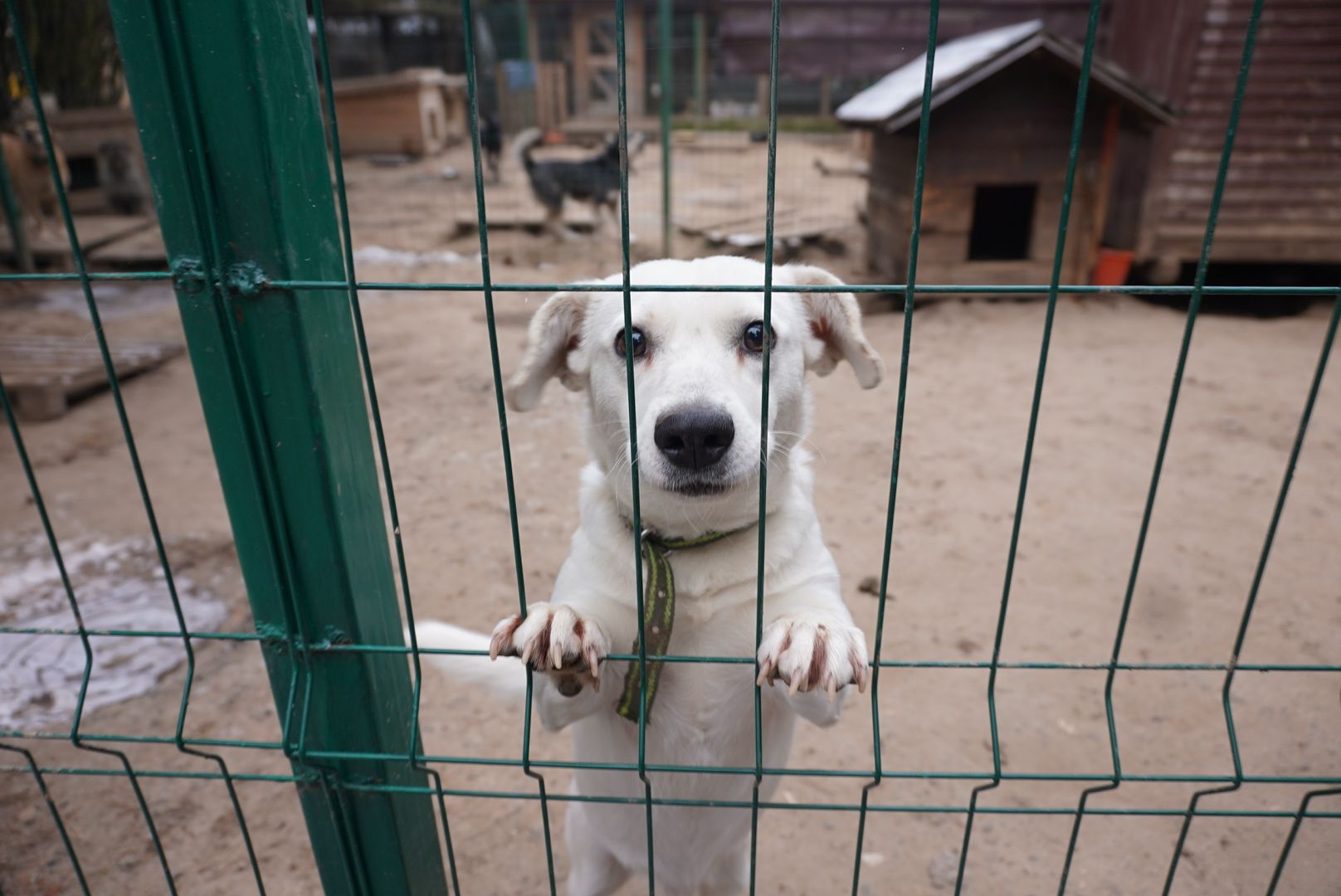 Павловский Посад, Городской округ Павловский Посад, Собаки, Приют, Животные, закон, Вертикалка, Вертикальное видео,