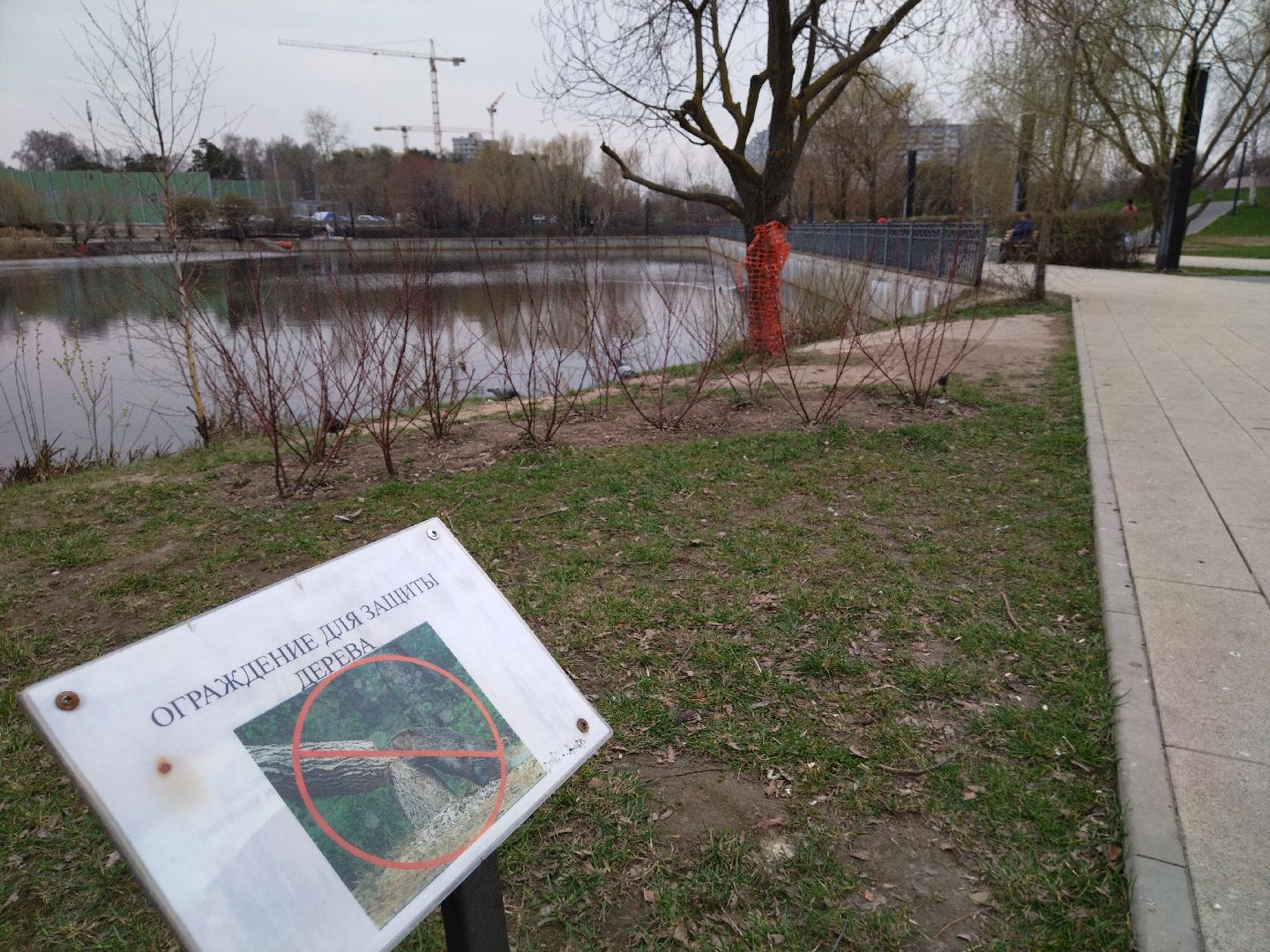 благоустройство, Мытищи, центральный парк, парк мира, бобры