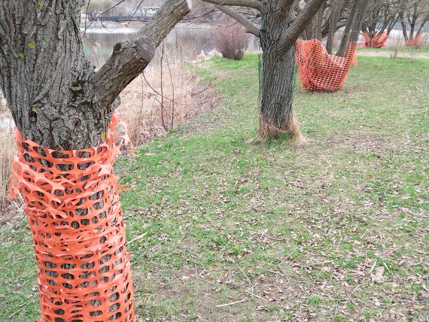благоустройство, Мытищи, центральный парк, парк мира, бобры
