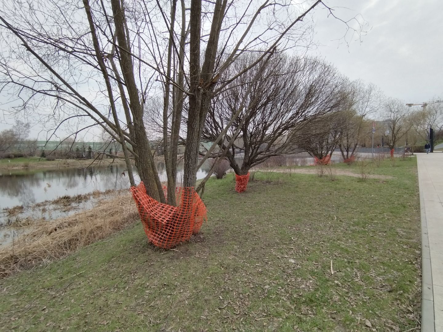 благоустройство, Мытищи, центральный парк, парк мира, бобры