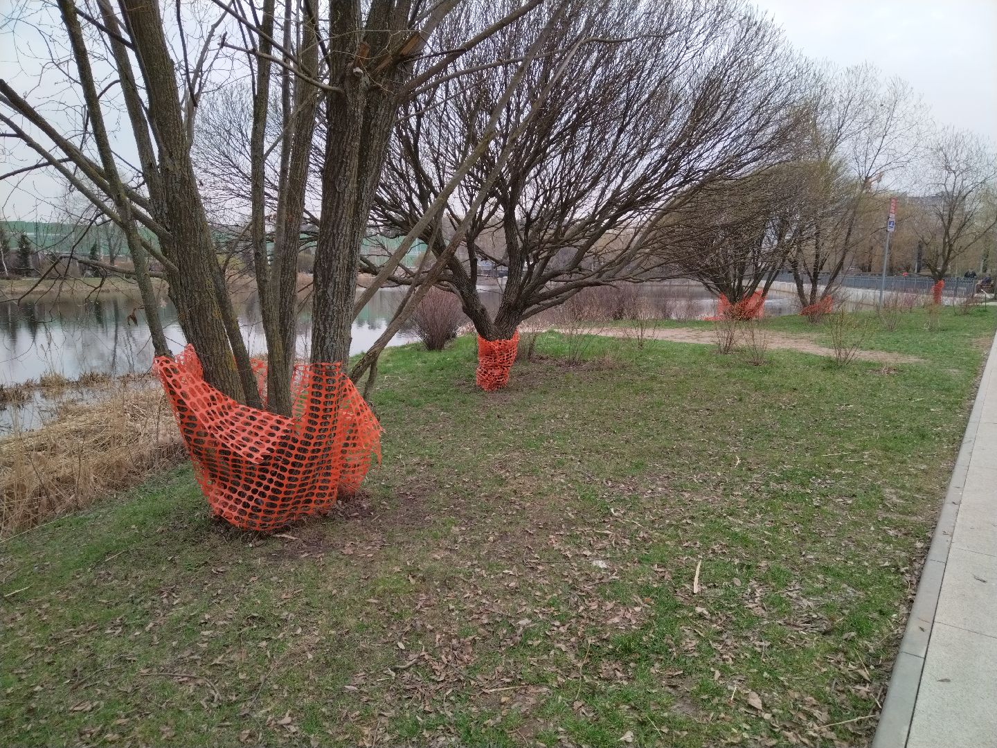 благоустройство, Мытищи, центральный парк, парк мира, бобры