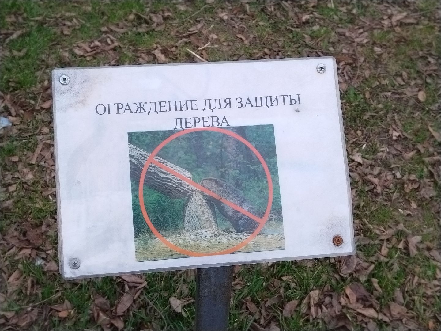 благоустройство, Мытищи, центральный парк, парк мира, бобры