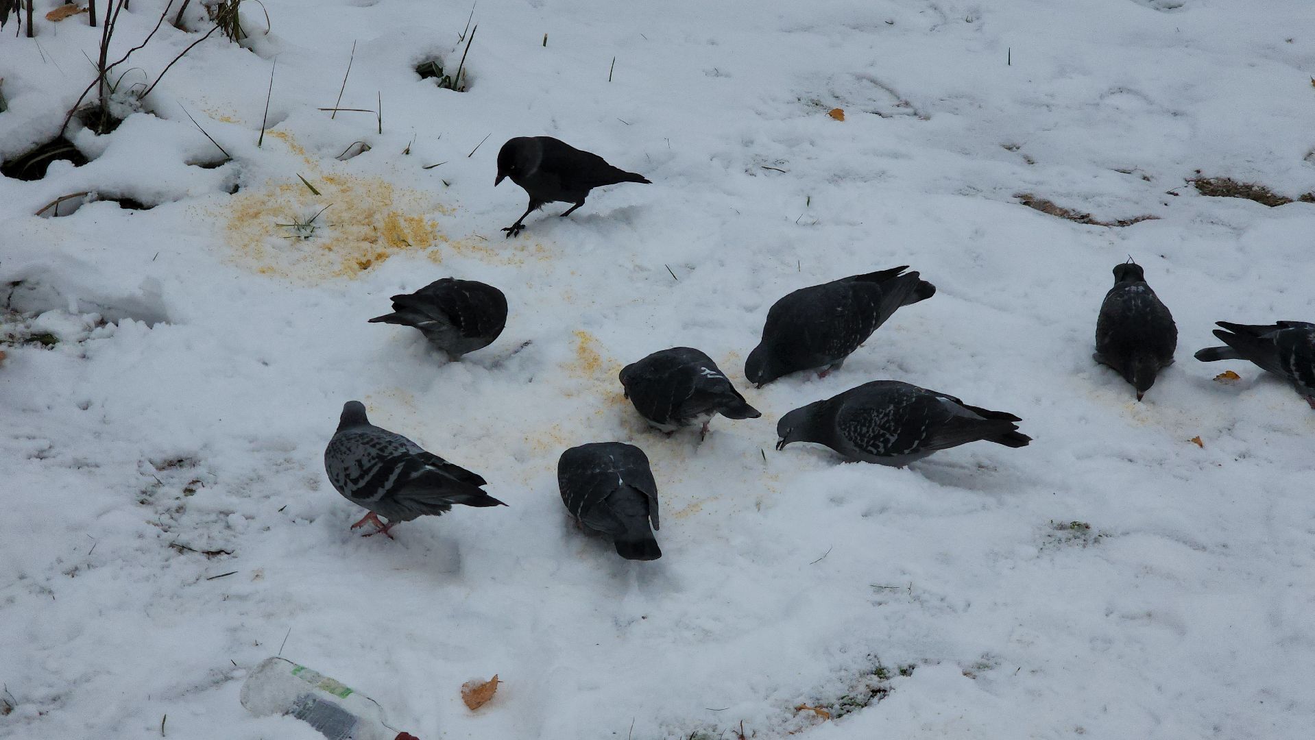 Подкормка птиц, кормушки, Зима, Лобня, вертикалки,