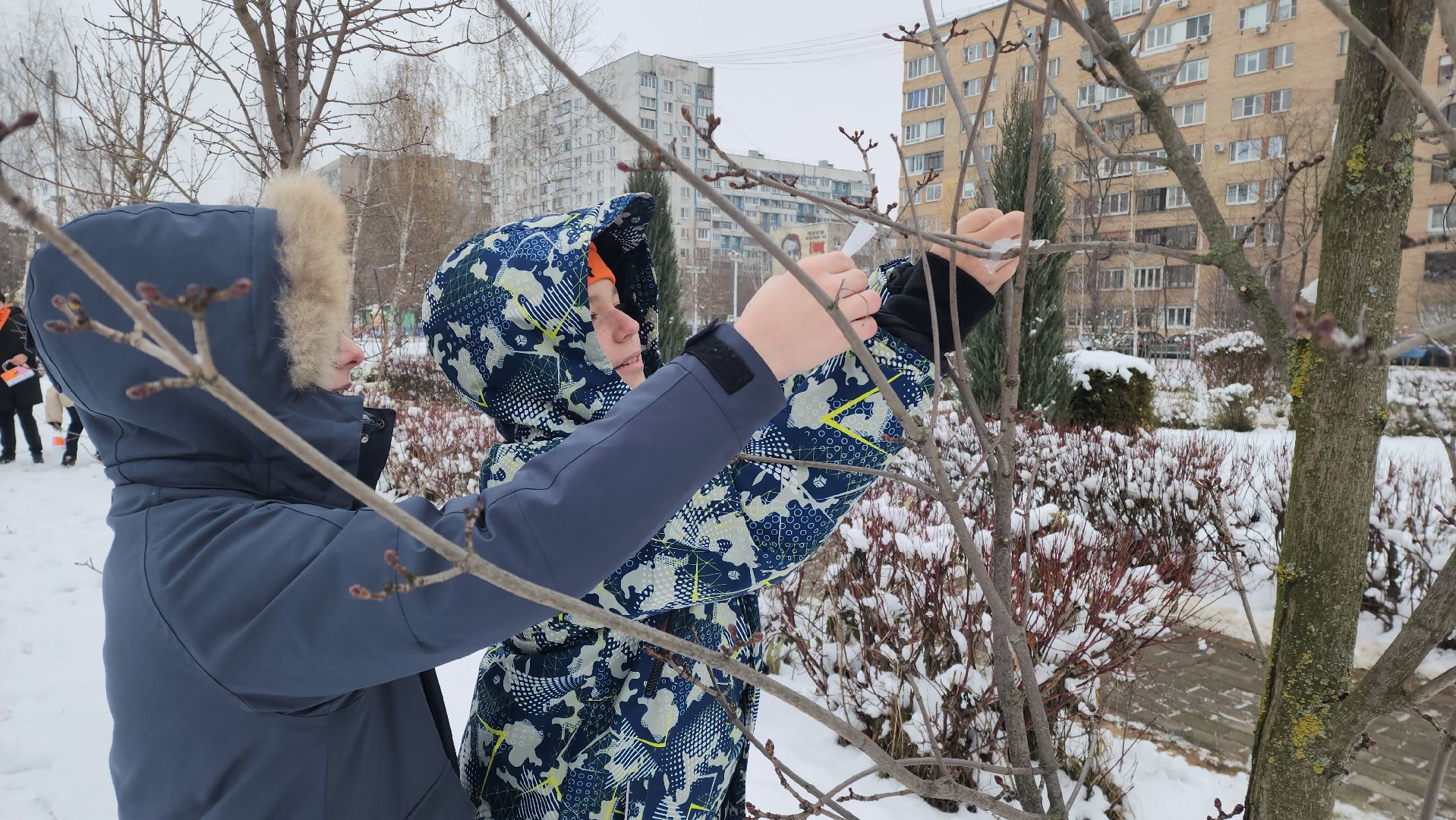 Подкормка птиц, кормушки, Зима, Лобня, вертикалки,