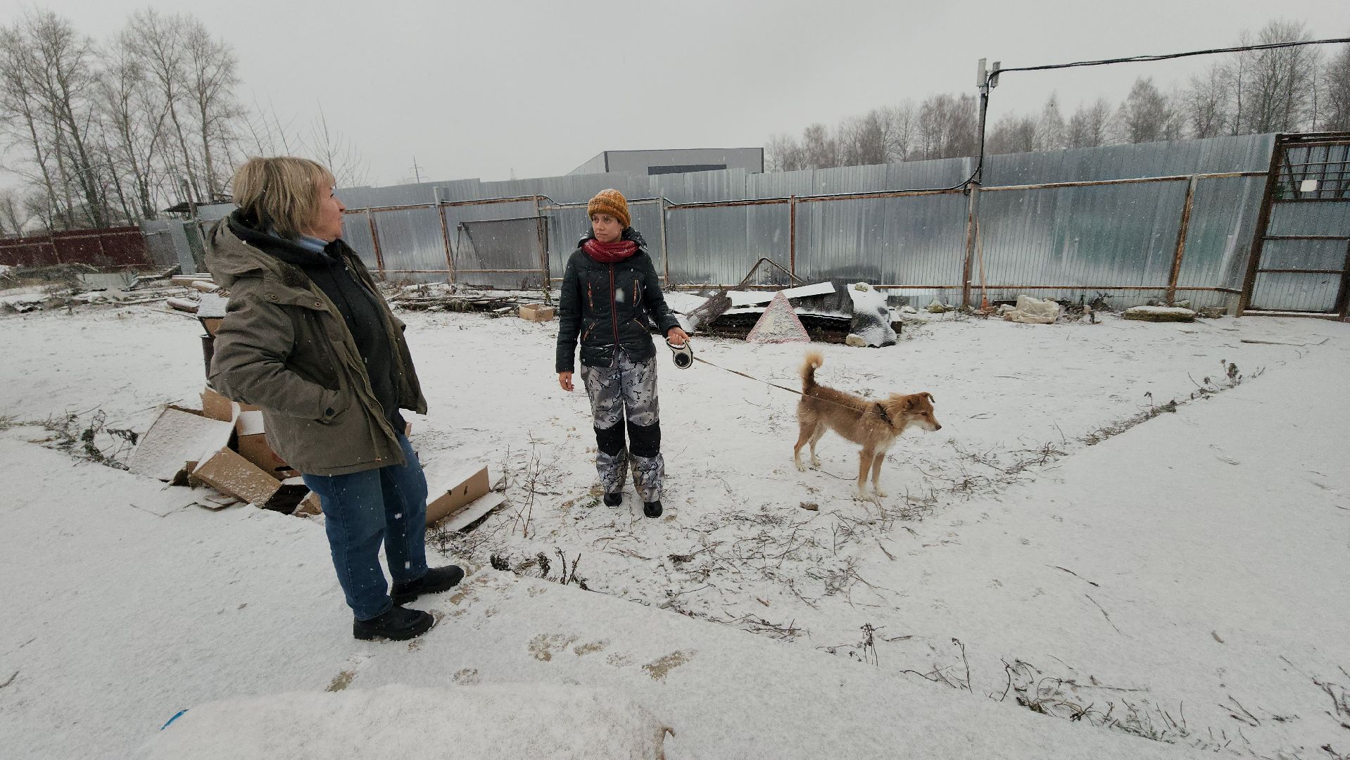 серпухов, зоозащита, собачий приют, собаки, штрафы за собак, московское шоссе, вертикалки,